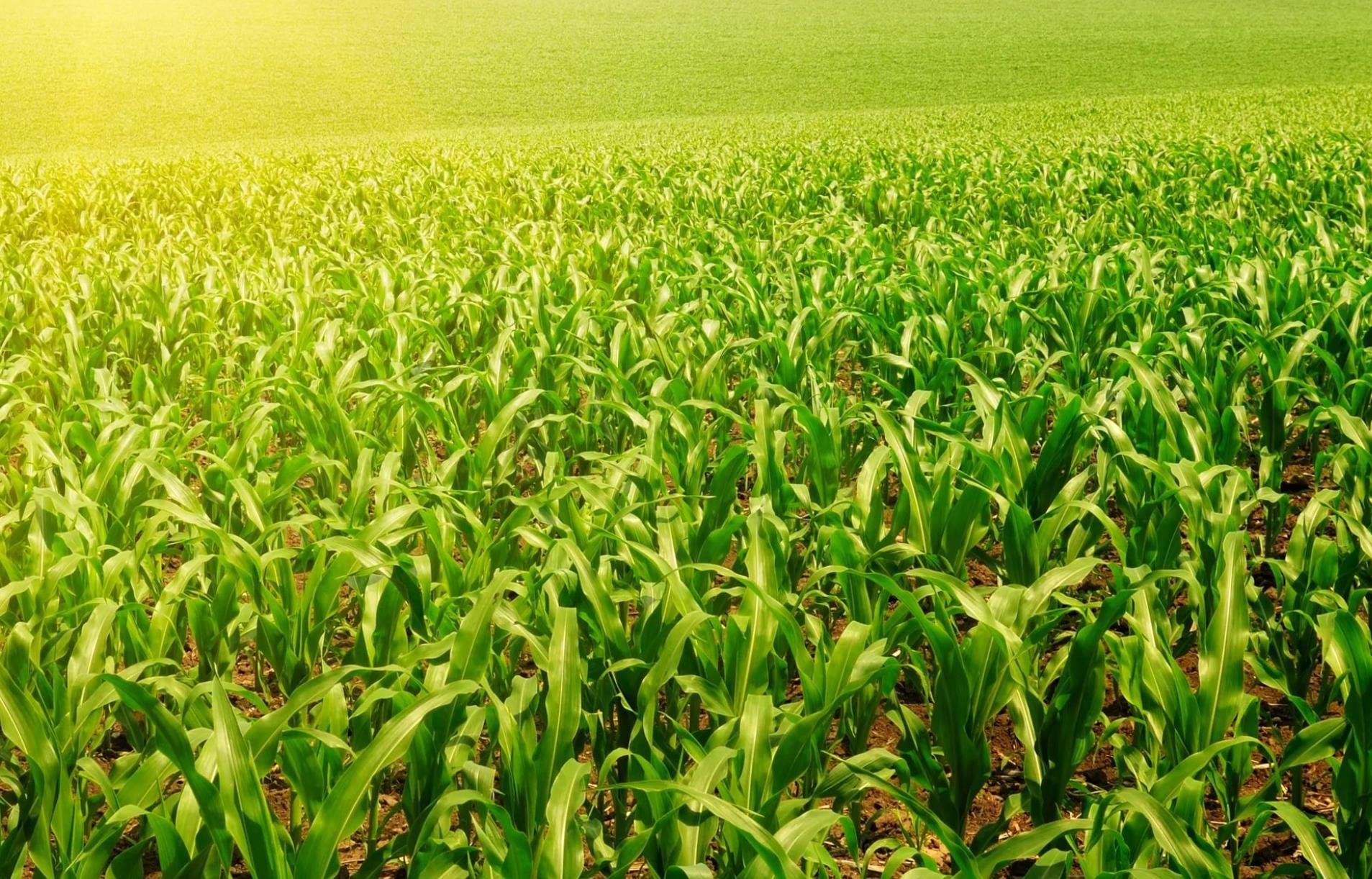 Возделывание культурных растений. Кукуруза зерновая культура. Пшеница и кукуруза. Возделывание пшеницы. Кукурузное поле.