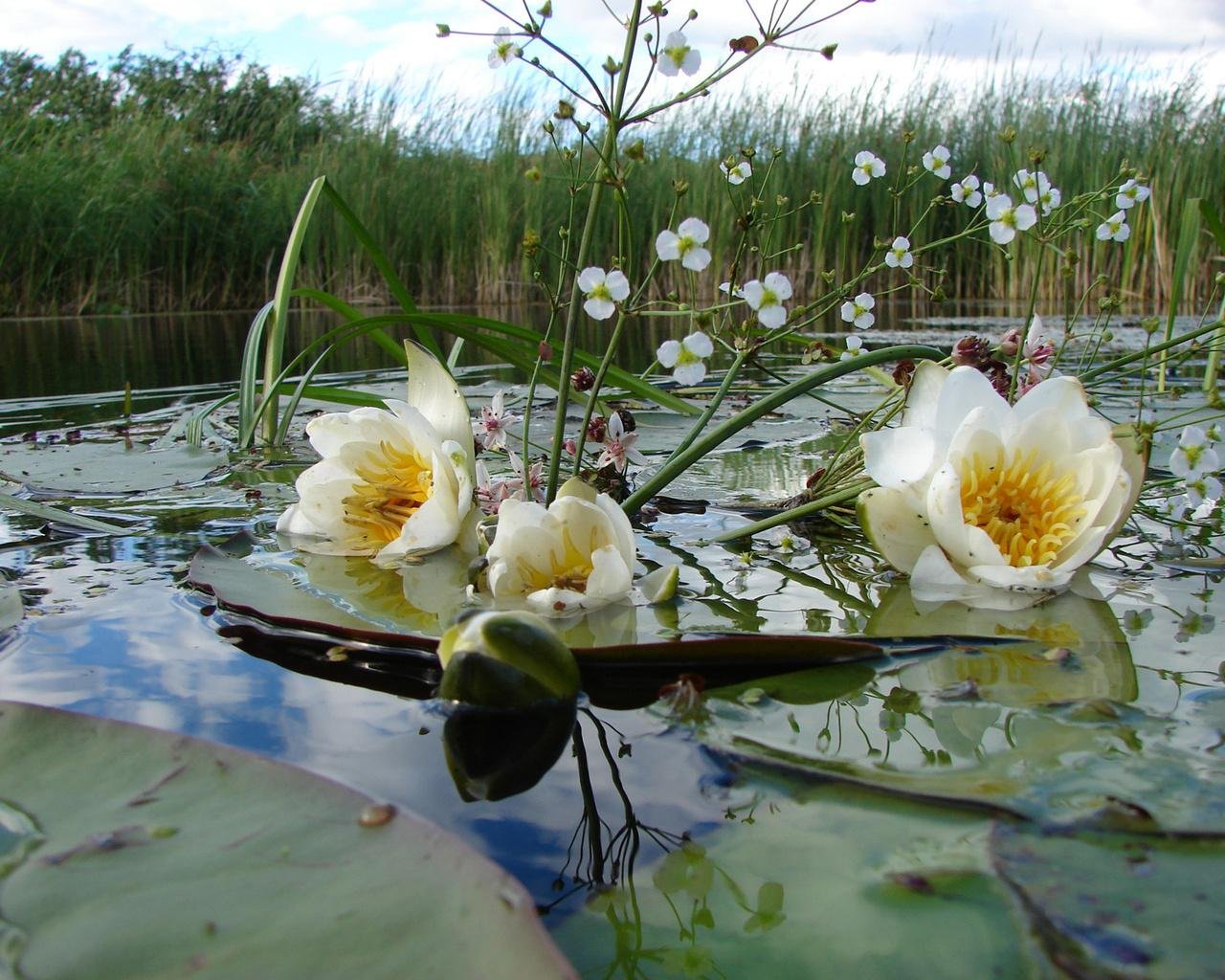 Вода цветы красиво. Кубышка кувшинка стрелолист. Нимфея Болотная. Озеро Селигер кувшинки. Болото Пантанал кувшинки.