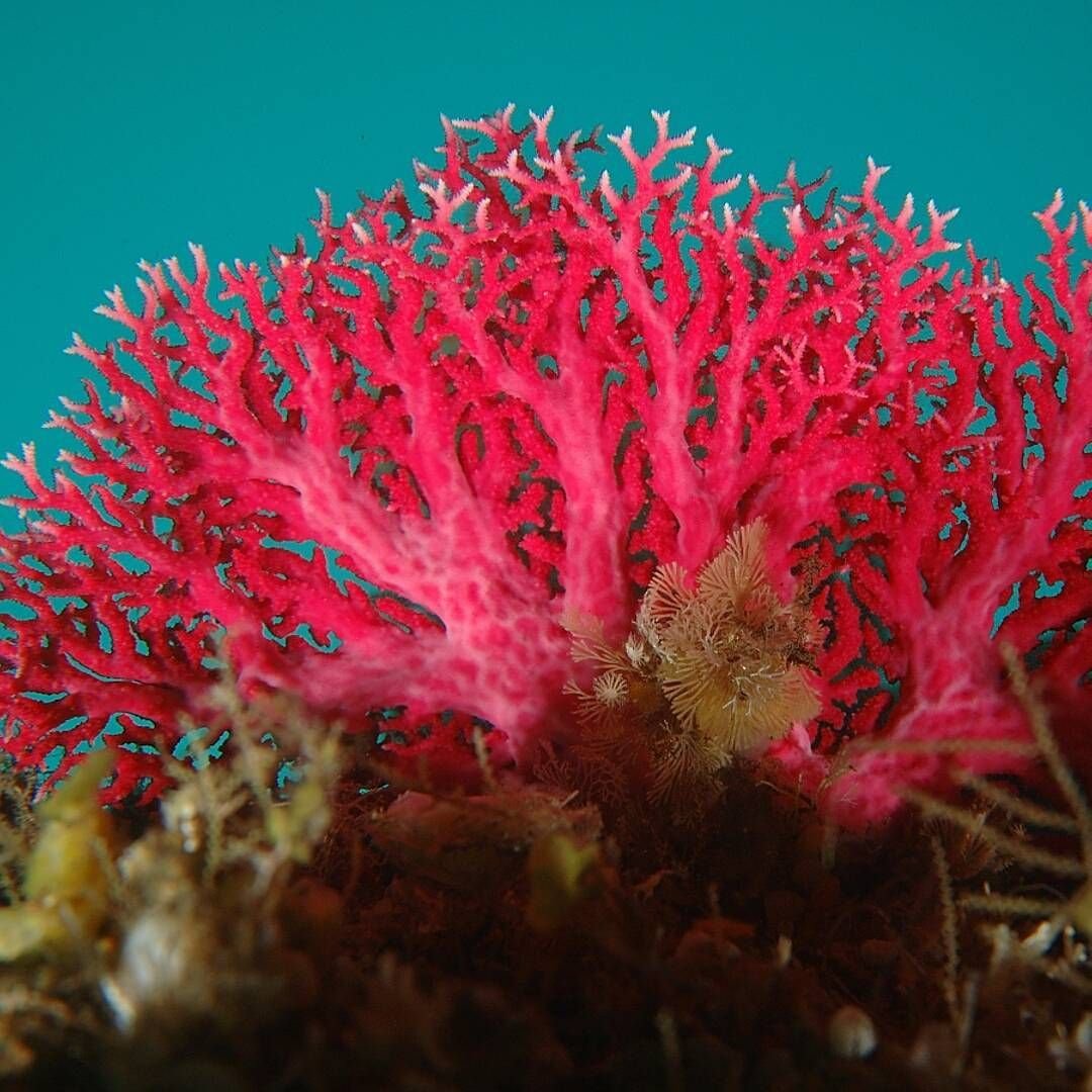 Кишечнополостные водоросли. Красный коралл Кишечнополостные. Риф коралловый 54546. Красный благородный коралл. Коралловые рифы Монерон.