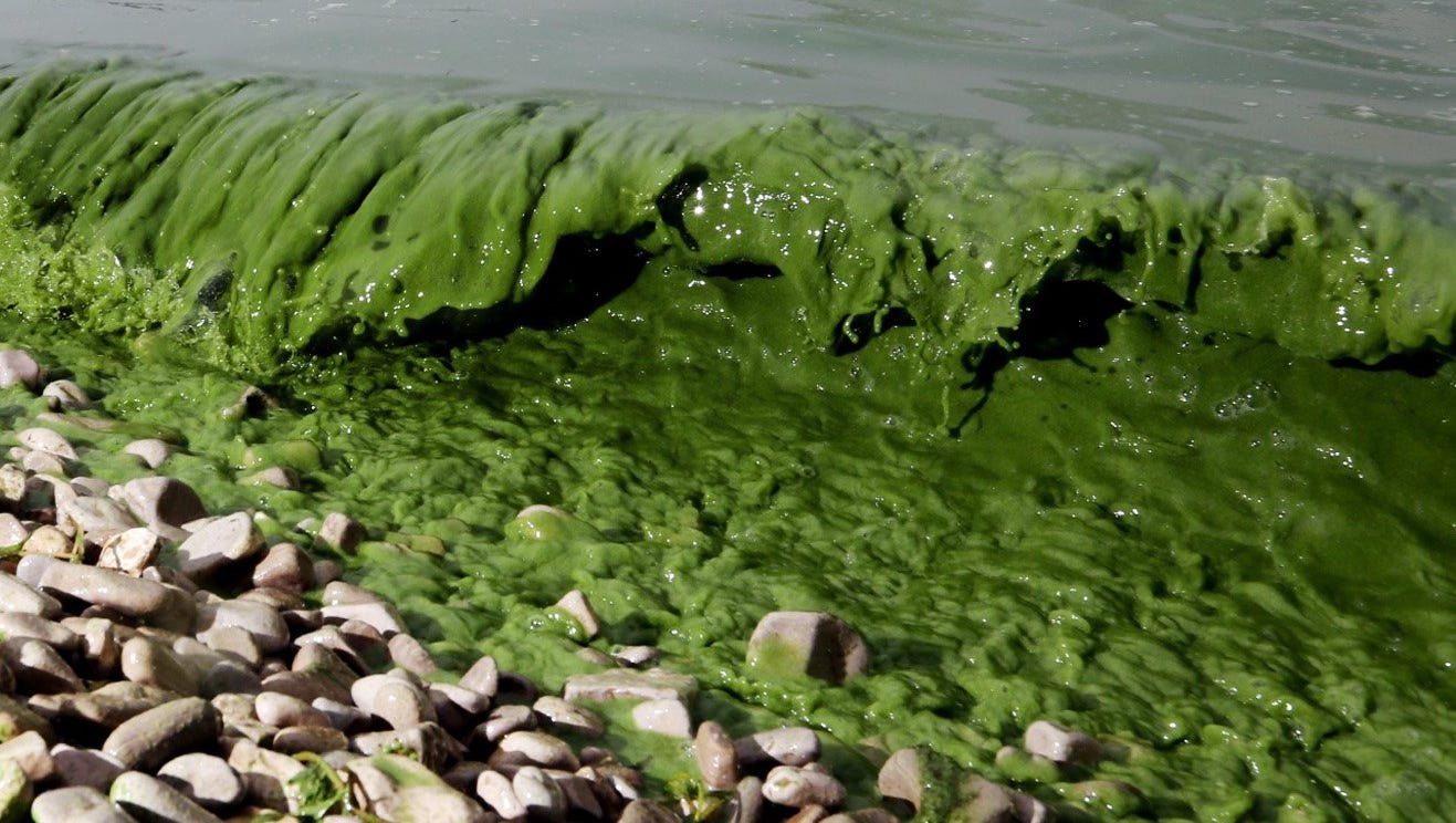 Отсутствие водорослей. Цветение воды цианобактерии. Озерные водоросли. Цветение водорослей. Цветущие озера водоросли.