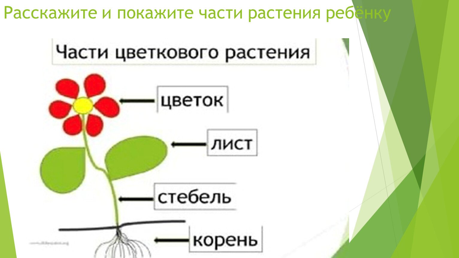 В какой части цветка протекает этот процесс. Части цветка: (стебель, листья, бутон, корни). Строение растений корень стебель лист. Схема корень стебель лист цветок. Строение растения для детей.