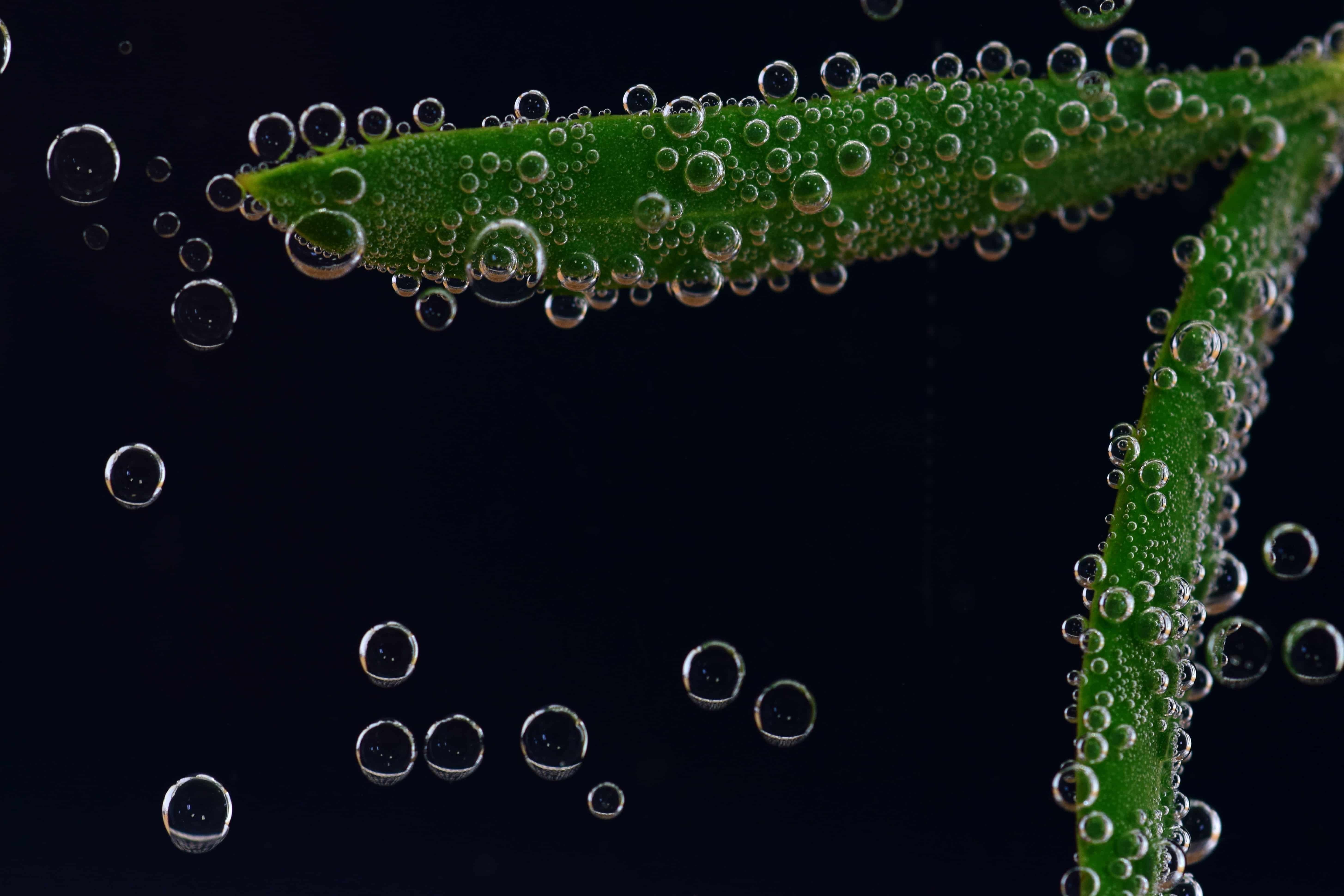 Водные растения пузырьки. Водоросли и кислород. Водоросли пузырьки. Пузырьковые водоросли. Водоросль пузырь.