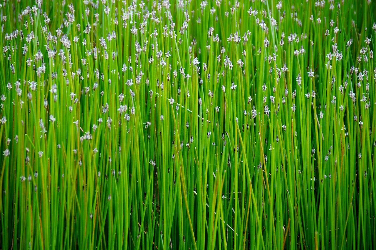 Болотистая трава. Болотная трава. Тростник болотный. Бамбук болотный трава. Цветение камыша.