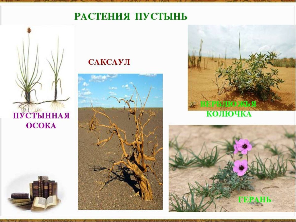 Характерное растение пустынь