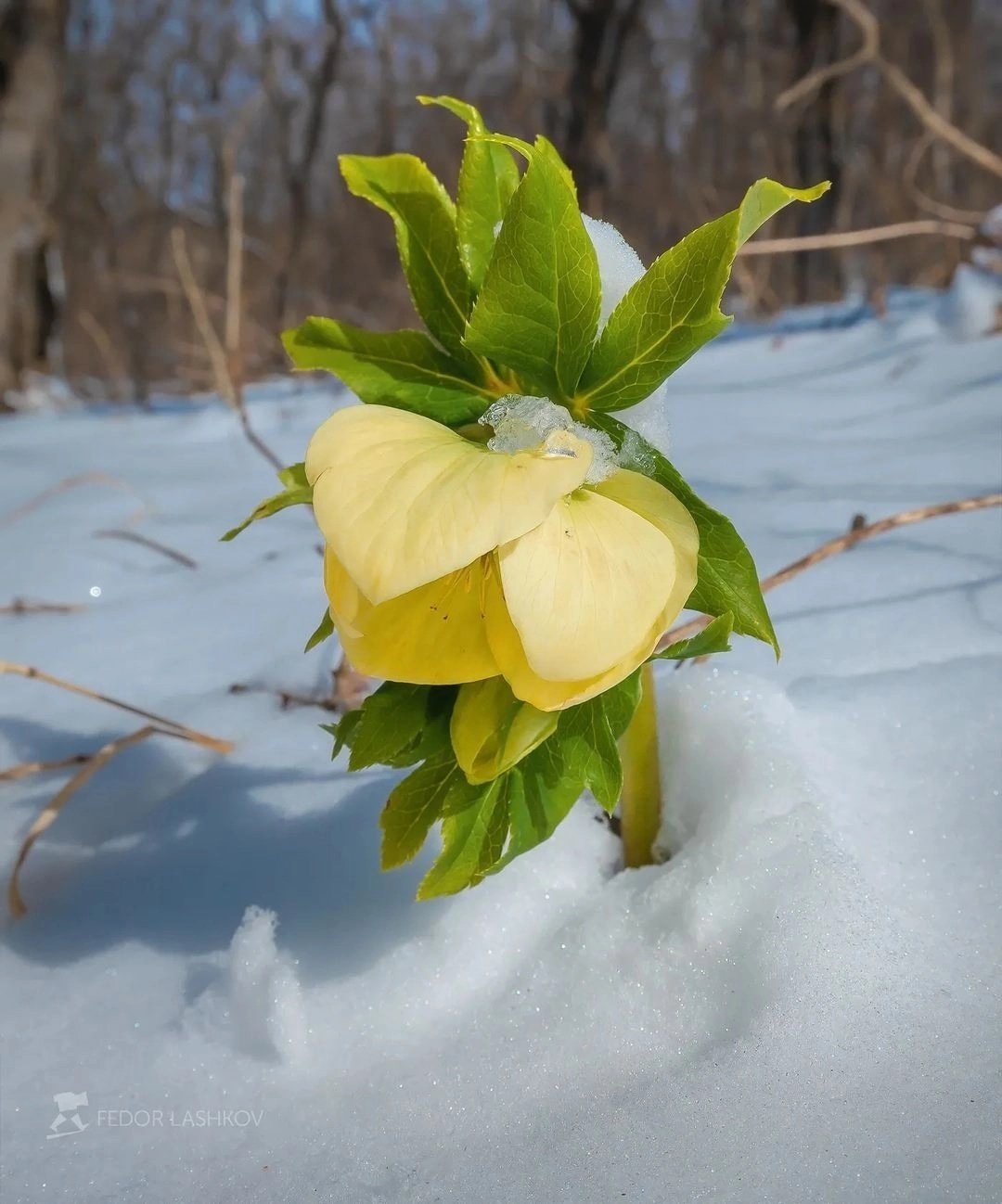 Морозник зимний цветок