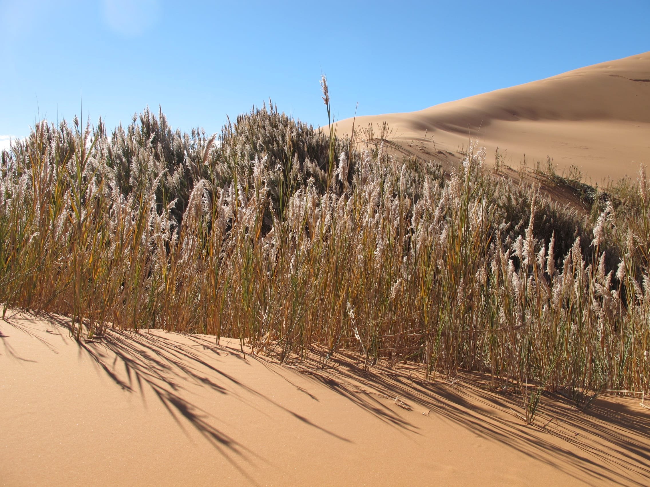 Растительность пустынь и полупустынь в России