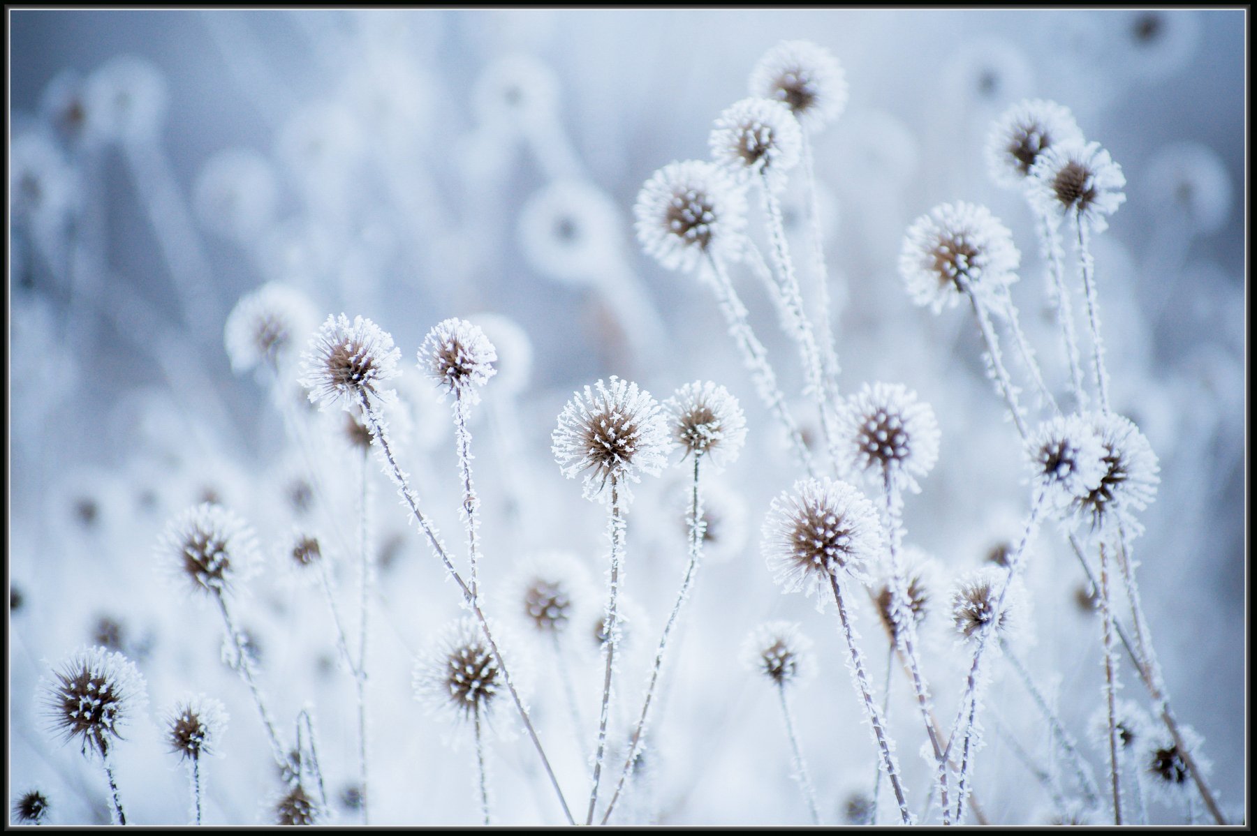 Сушеные цветы одуванчика. Снежный одуванчик. Одуванчик зимой. Одуванчик в снегу. Одуванчики под снегом.