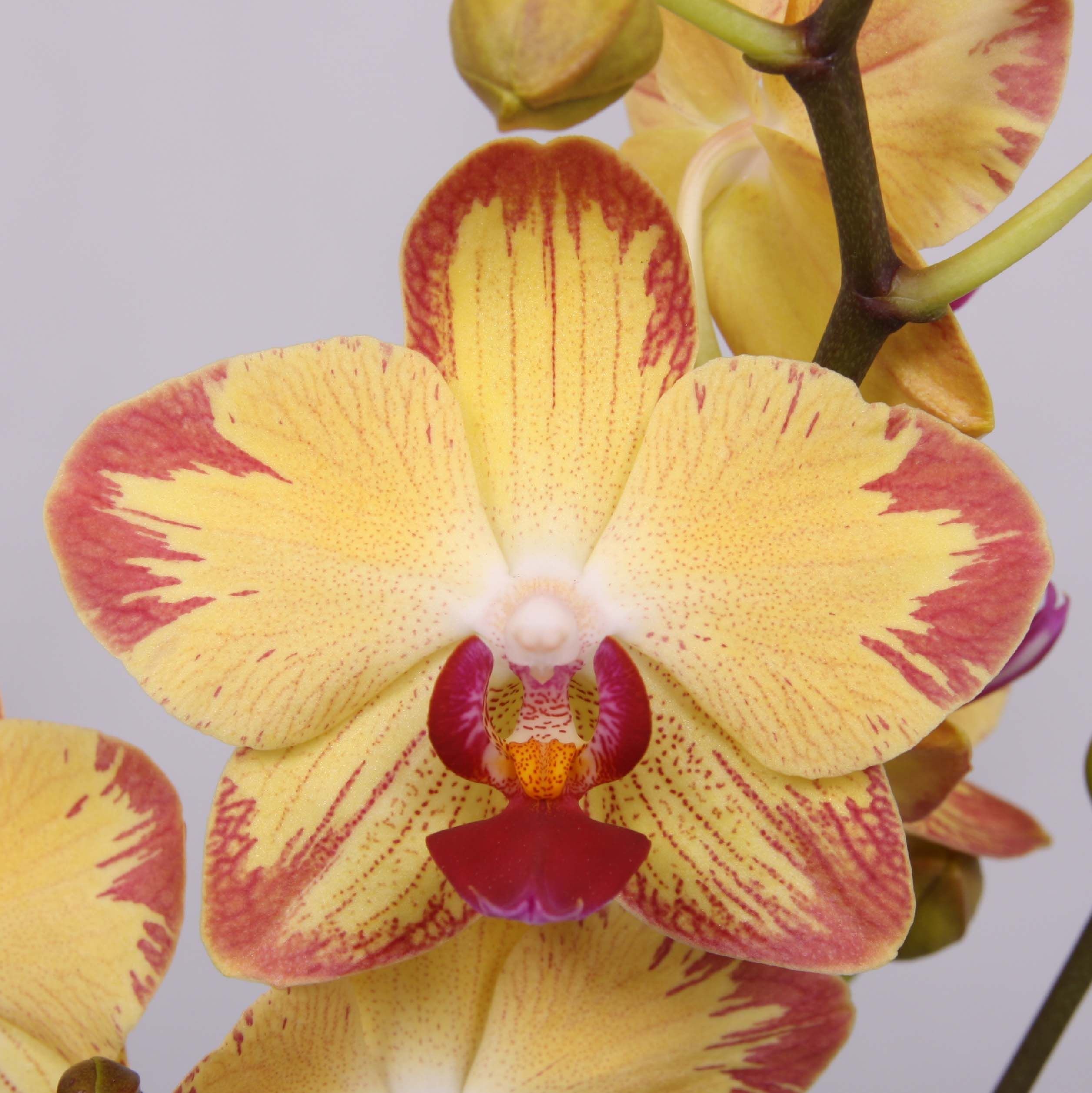 Красно желтая орхидея. Фаленопсис Papagayo. Орхидея мультифлора желтая. Орхидея фаленопсис Лимпопо. Орхидея фаленопсис Papagayo.