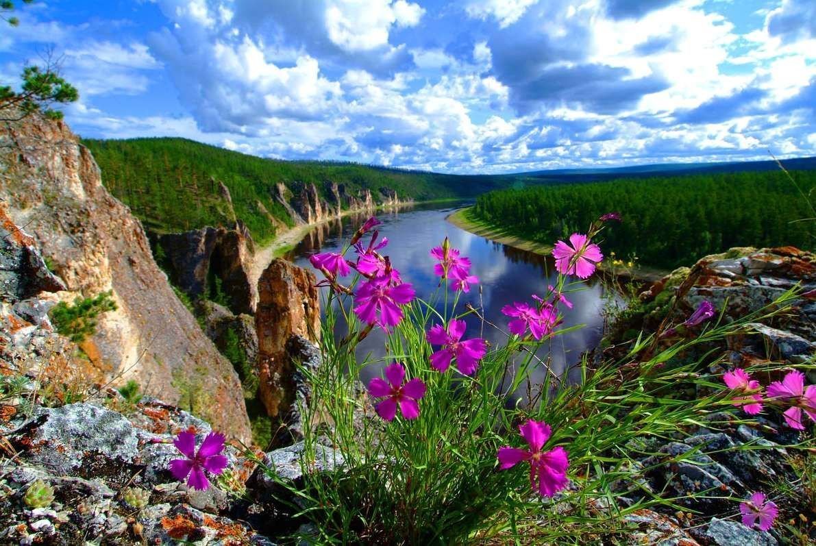Растения в реке лене. Республика Саха Якутия природа. Республика Саха Якутия лето.