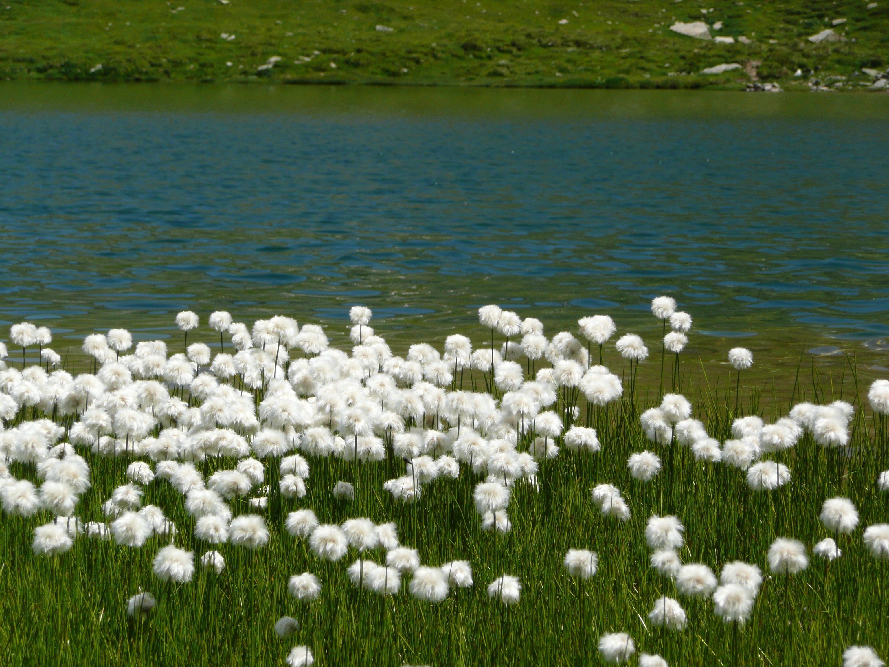 White plant. Зонтичные кашка Полевая. Белые цветы на реке. Белая природа. Белые растения.