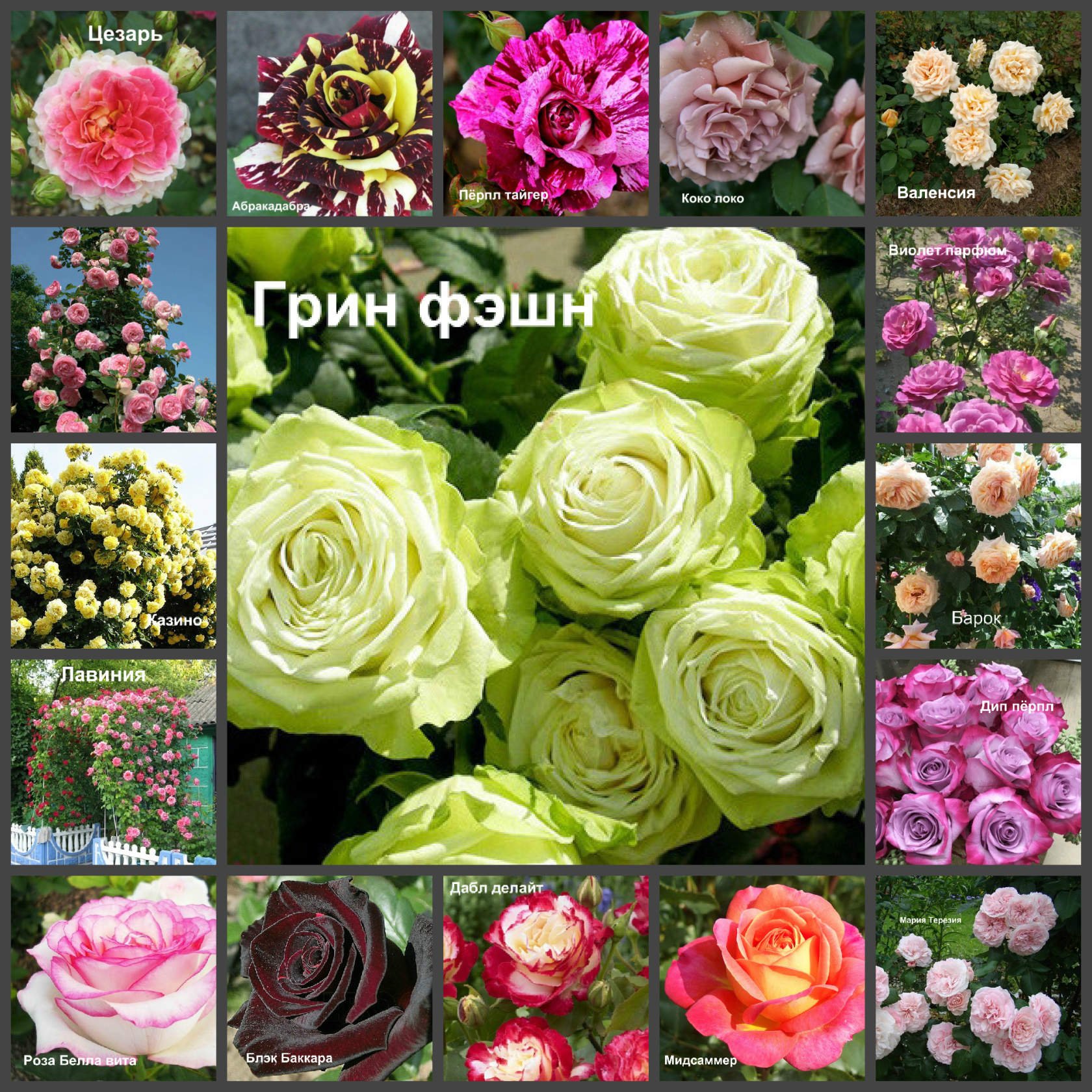 Агромаркет 24 саженцы каталог на 2024 весну. Элитные сорта роз. Сорта роз в магазинах. Розы мир увлечений.