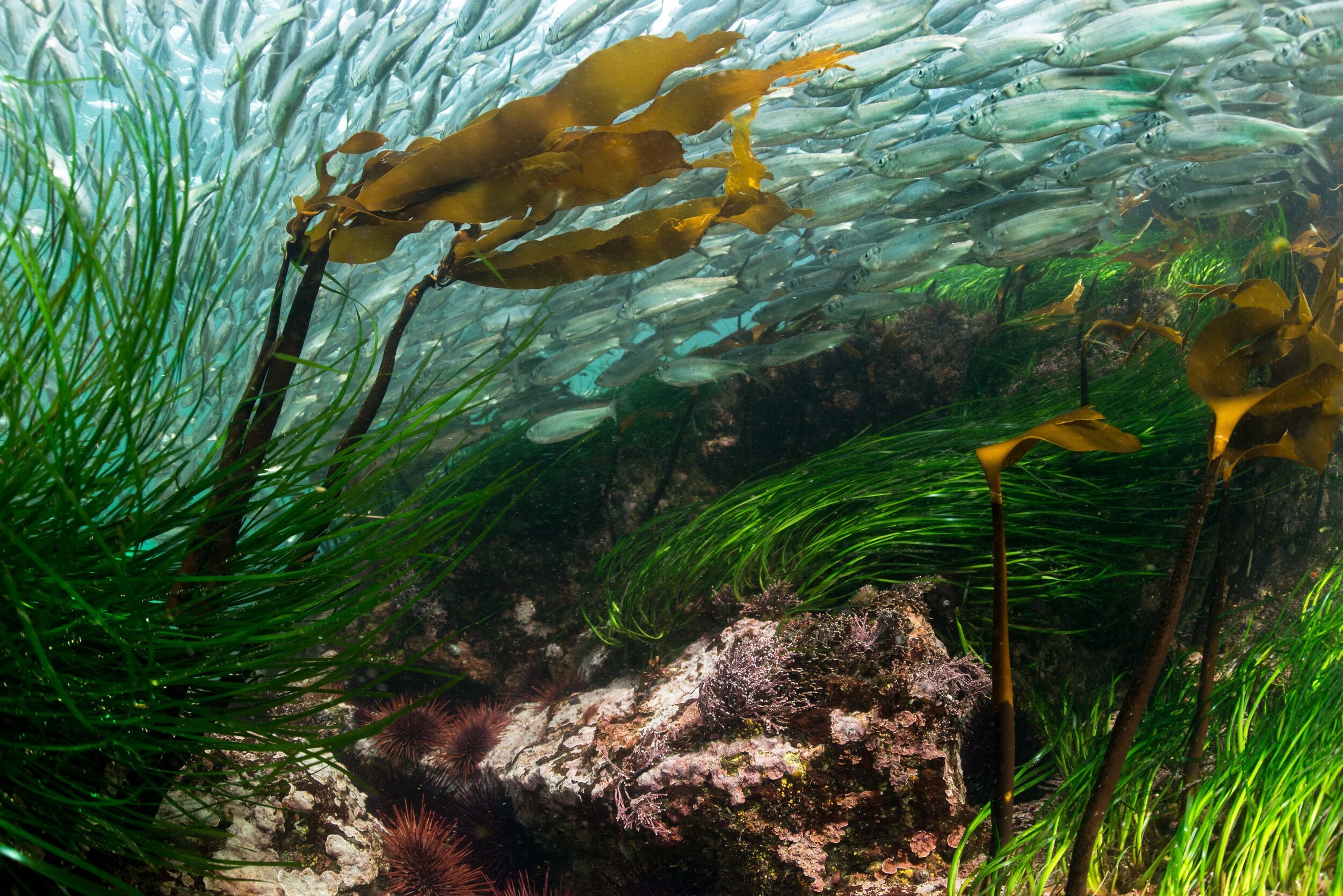 В водоемах живут рыбы. Морская трава Зостера. Аэрофитон водоросли. Зостера водоросль. Водоросли с рыбками.