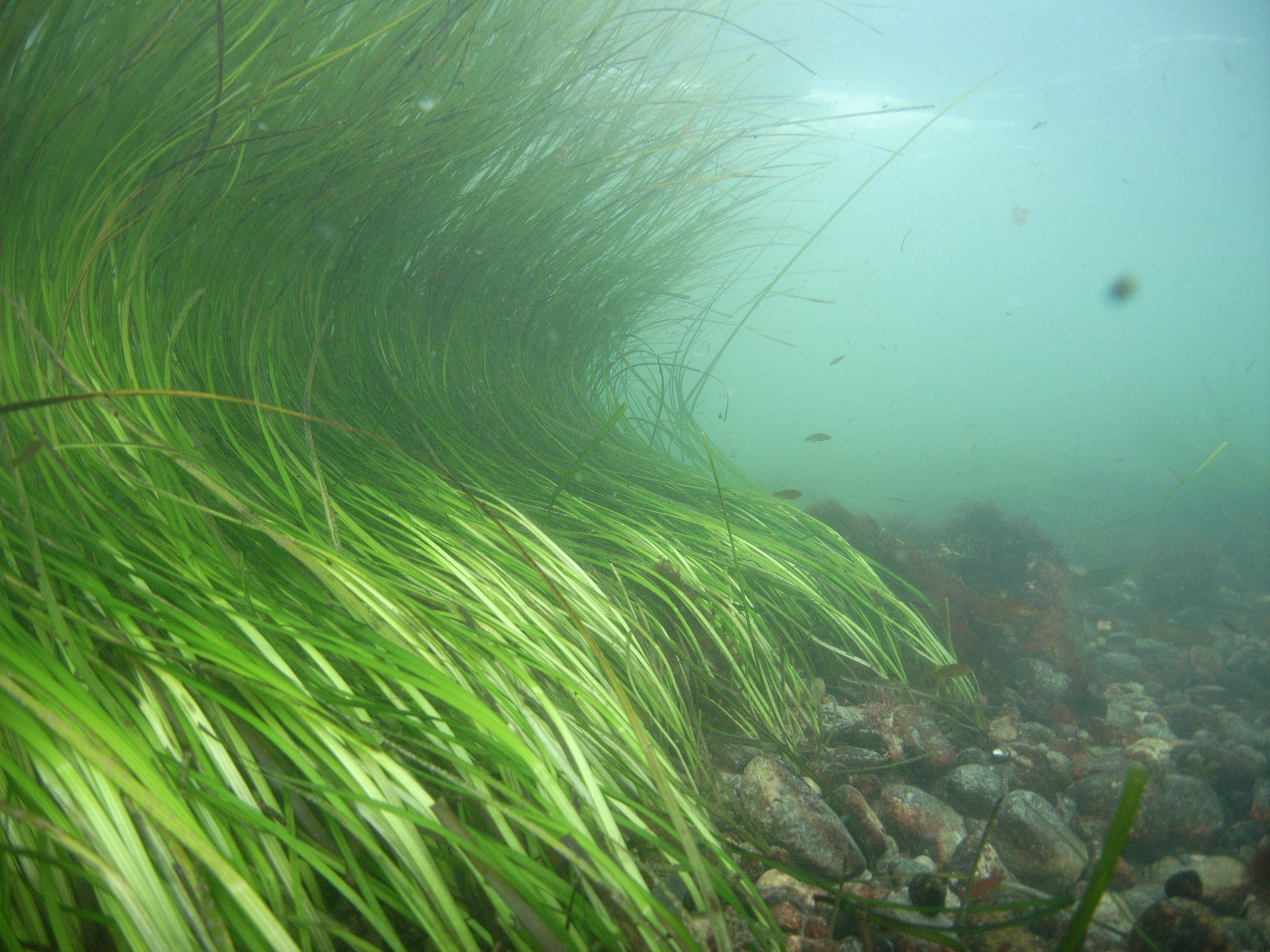 Почему водоросли растут в воде. Зостера взморник. Зостера (Zostera Marina). Морская трава Зостера камка.
