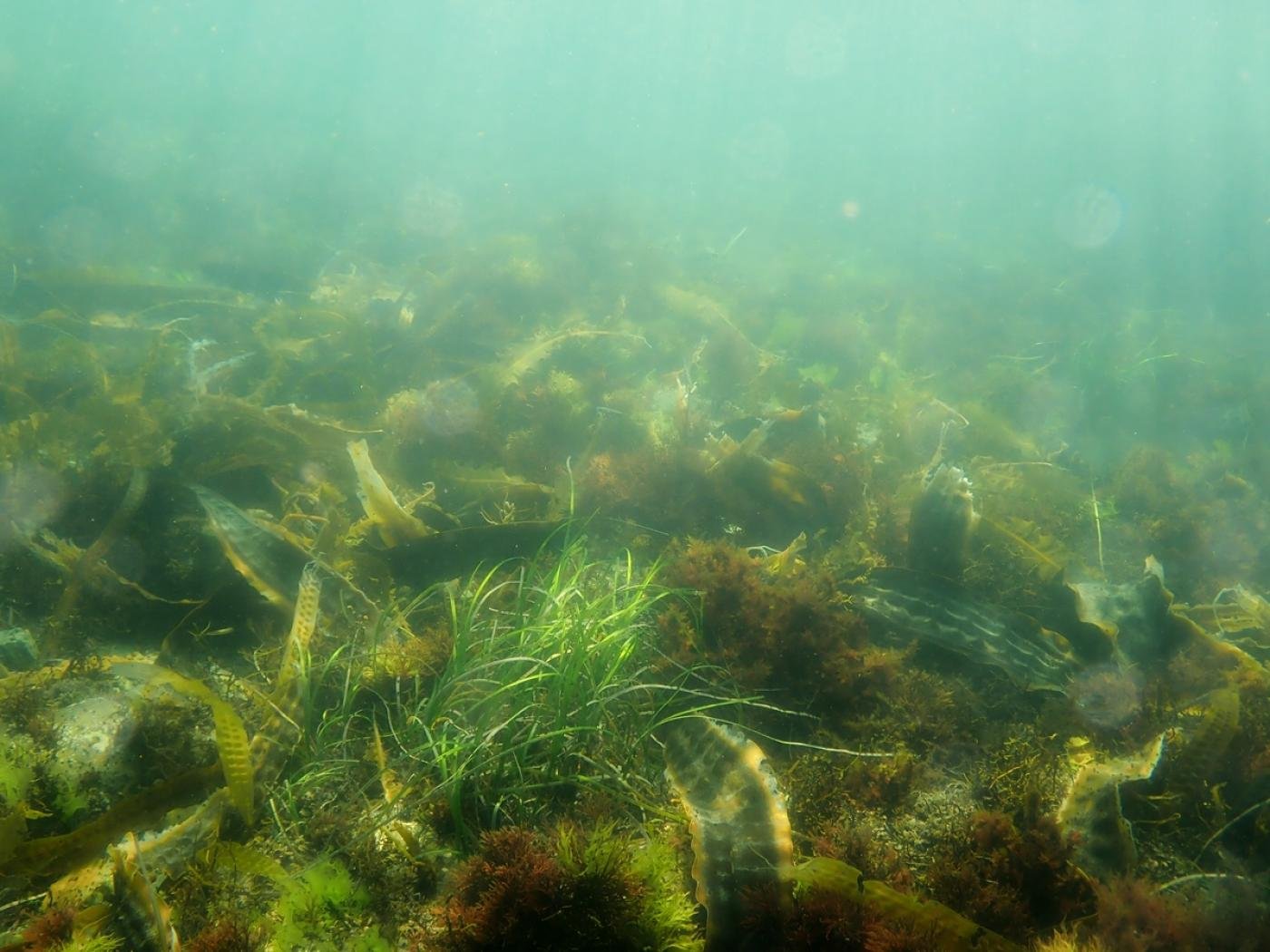 Фитопланктон образован. Фитопланктон водоросли. Диатомеи бентос. Водоросли Балтийского моря. Бентос озера Байкал.