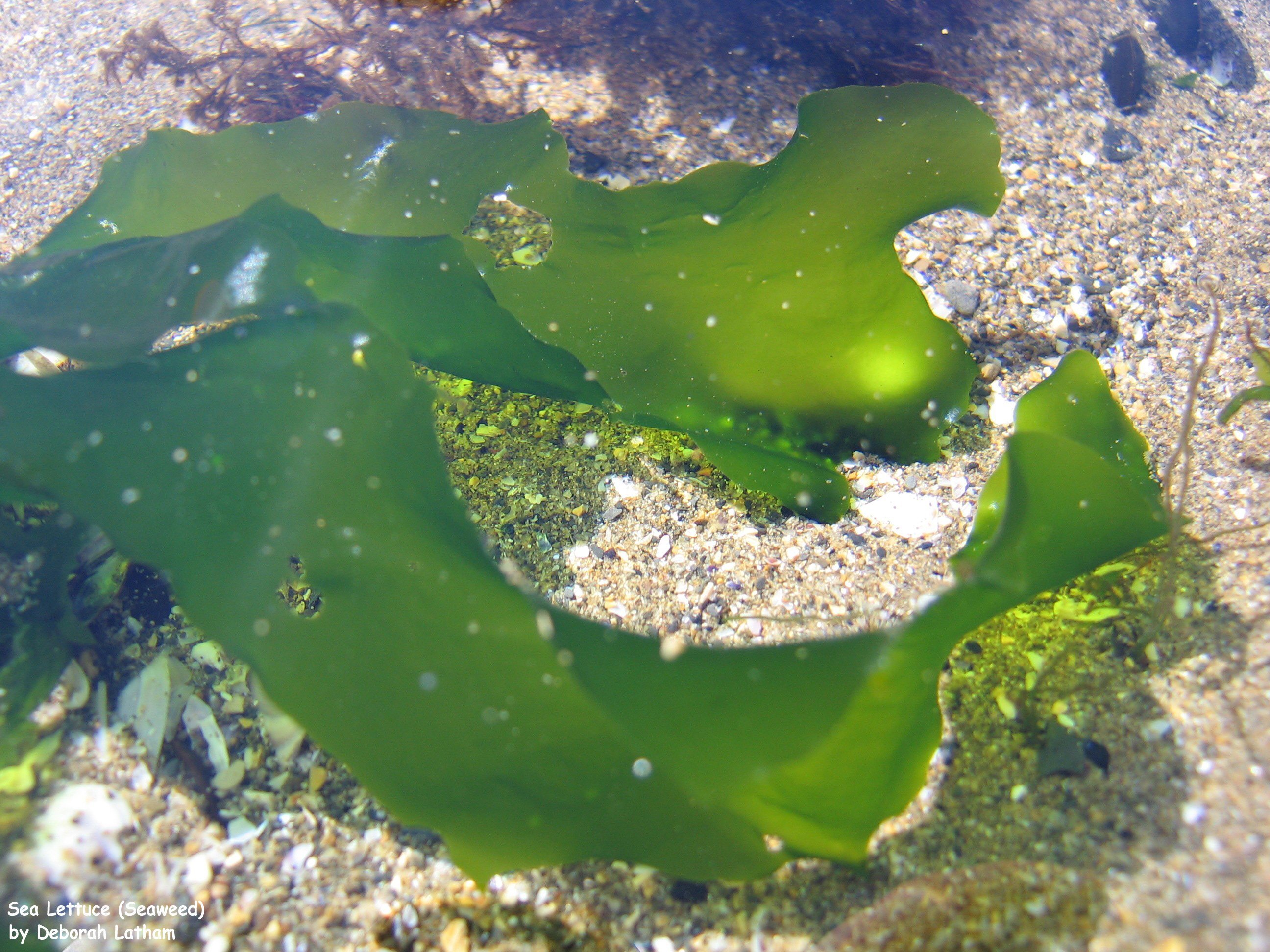 Темные водоросли. Ульва водоросль. Ульва черное море. Про ламинарию чёрного моря водоросли. Ульфа продырявленная Тихого океана.