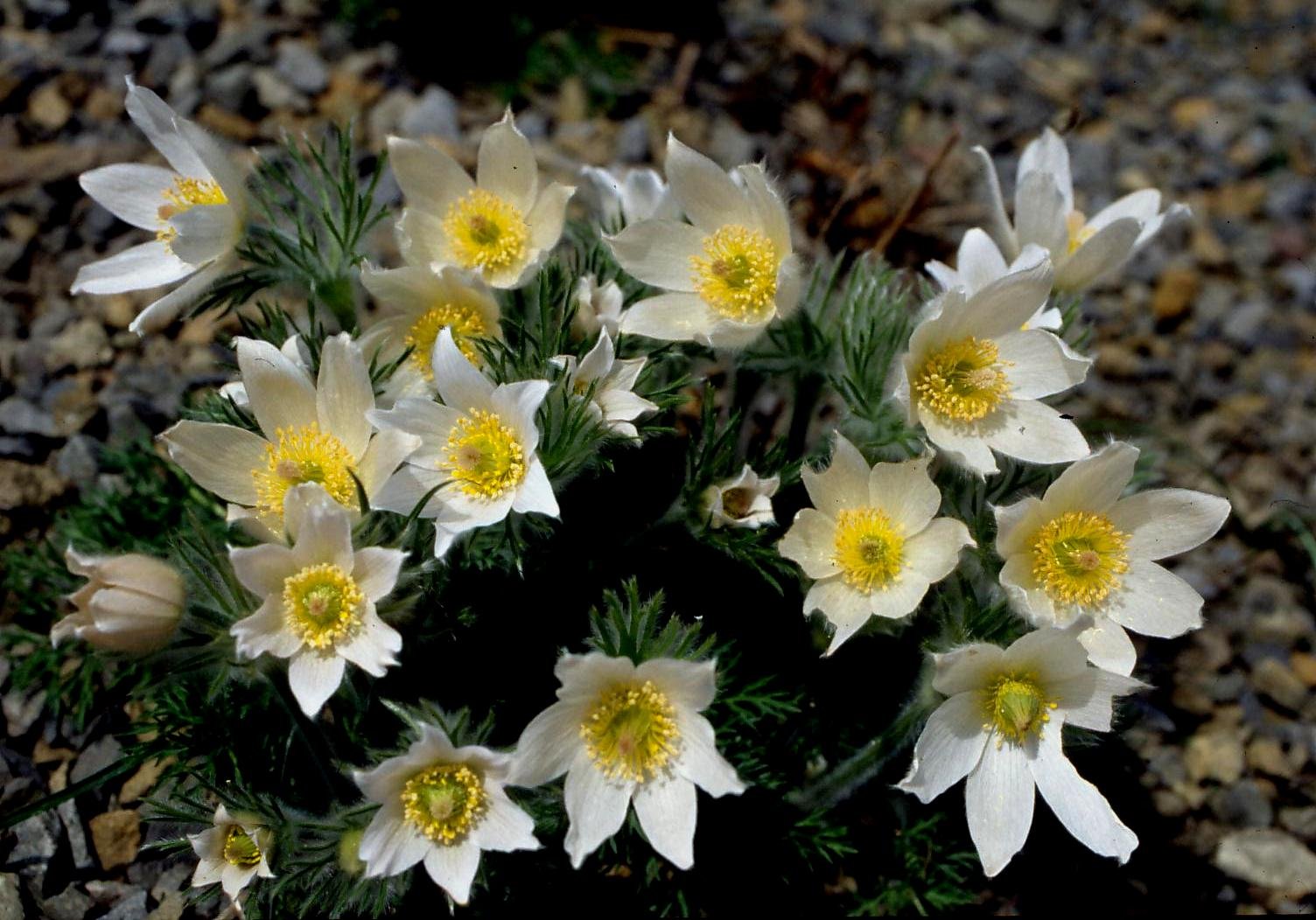 Pulsatilla Violet Bells