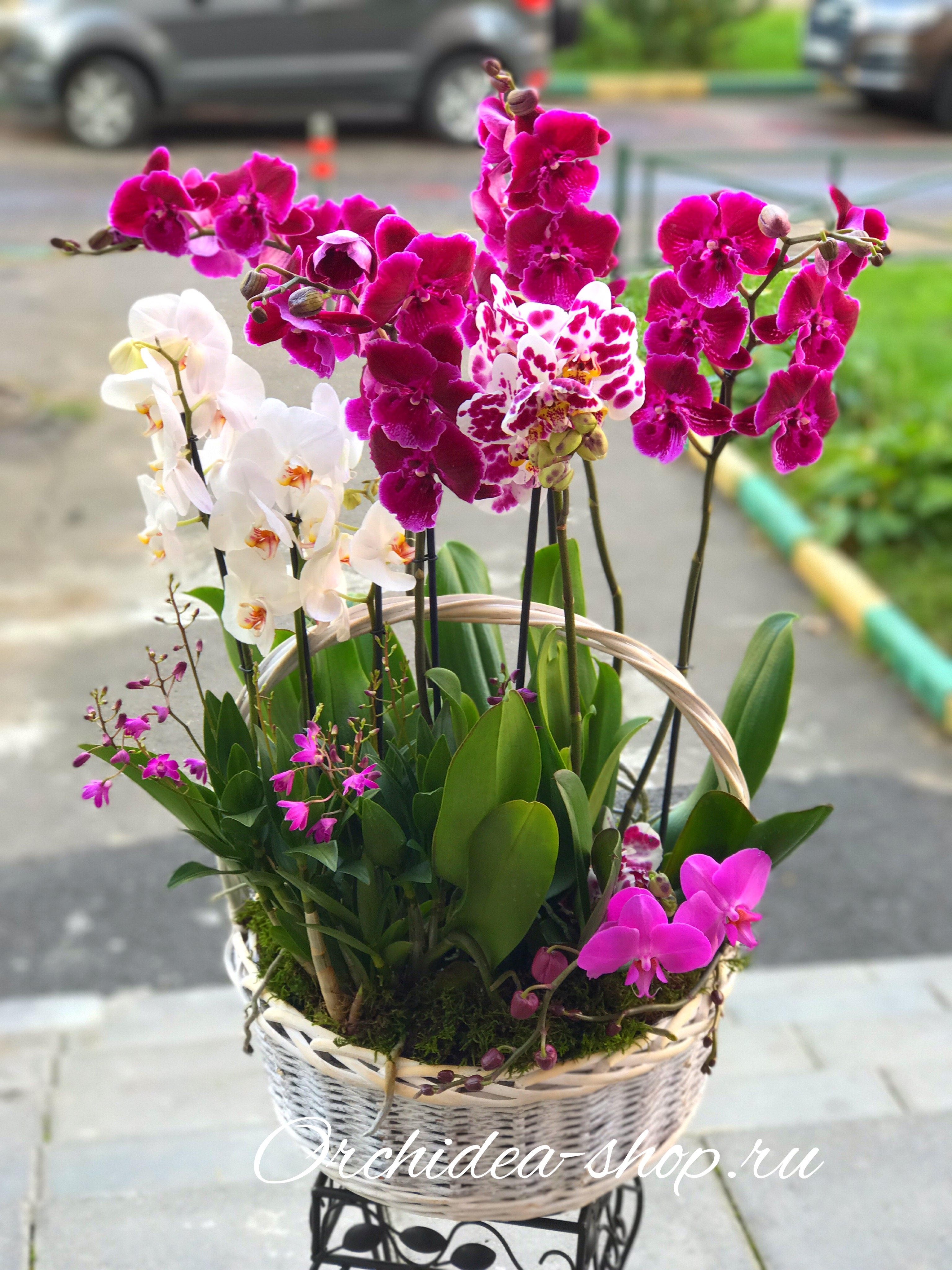 Орхидея в подарок: выбор, цены, оформление - Кому подарок?
