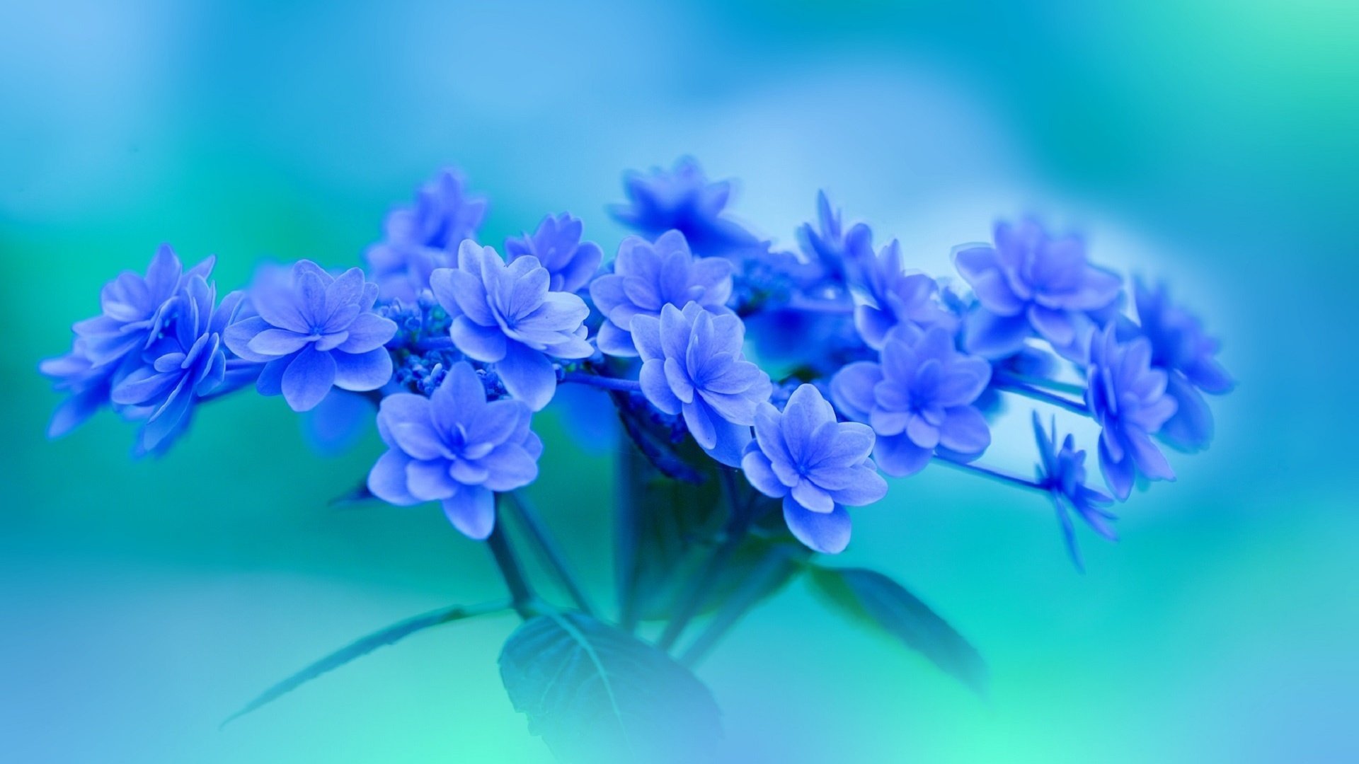 Открытки синего цвета. Голубые цветы. Сини t цветы. Красивый голубой.