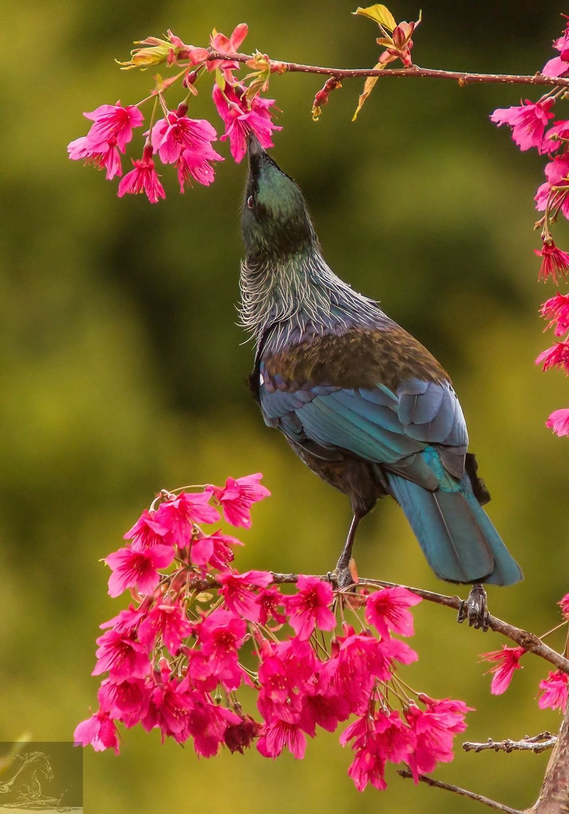 Красивая природа с птицами. Природа птицы. Красивые птички. Цветы и птицы. Самые красивые птицы в природе.