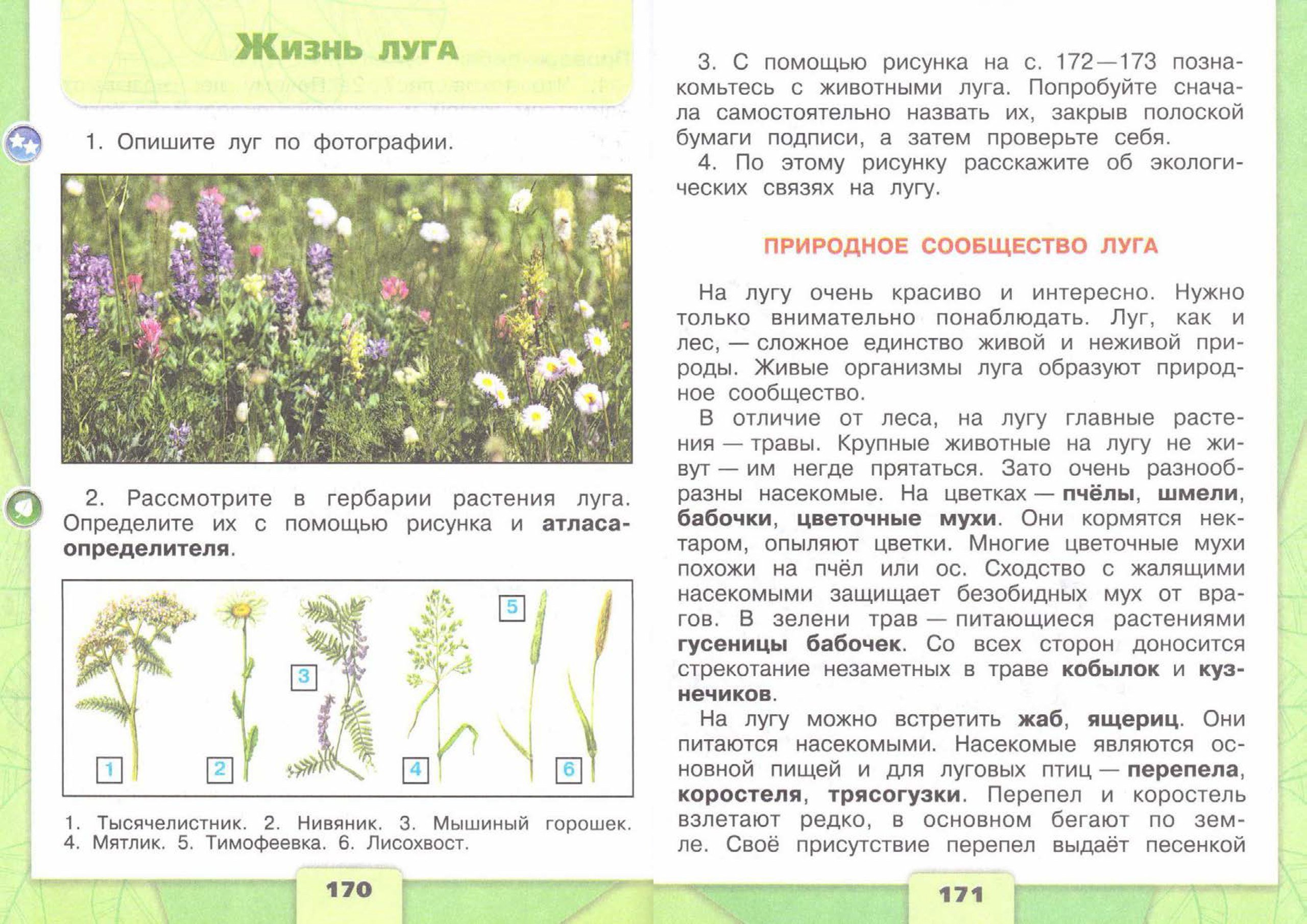 Луговое сообщество 4 класс по плану