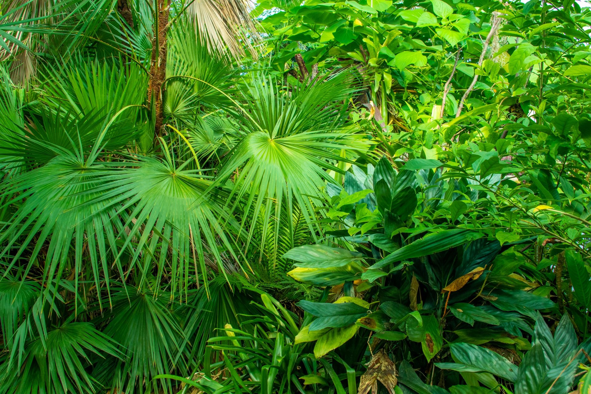 Растения джунглей. Тропические деревья. Тропические листья. Тропический лес.