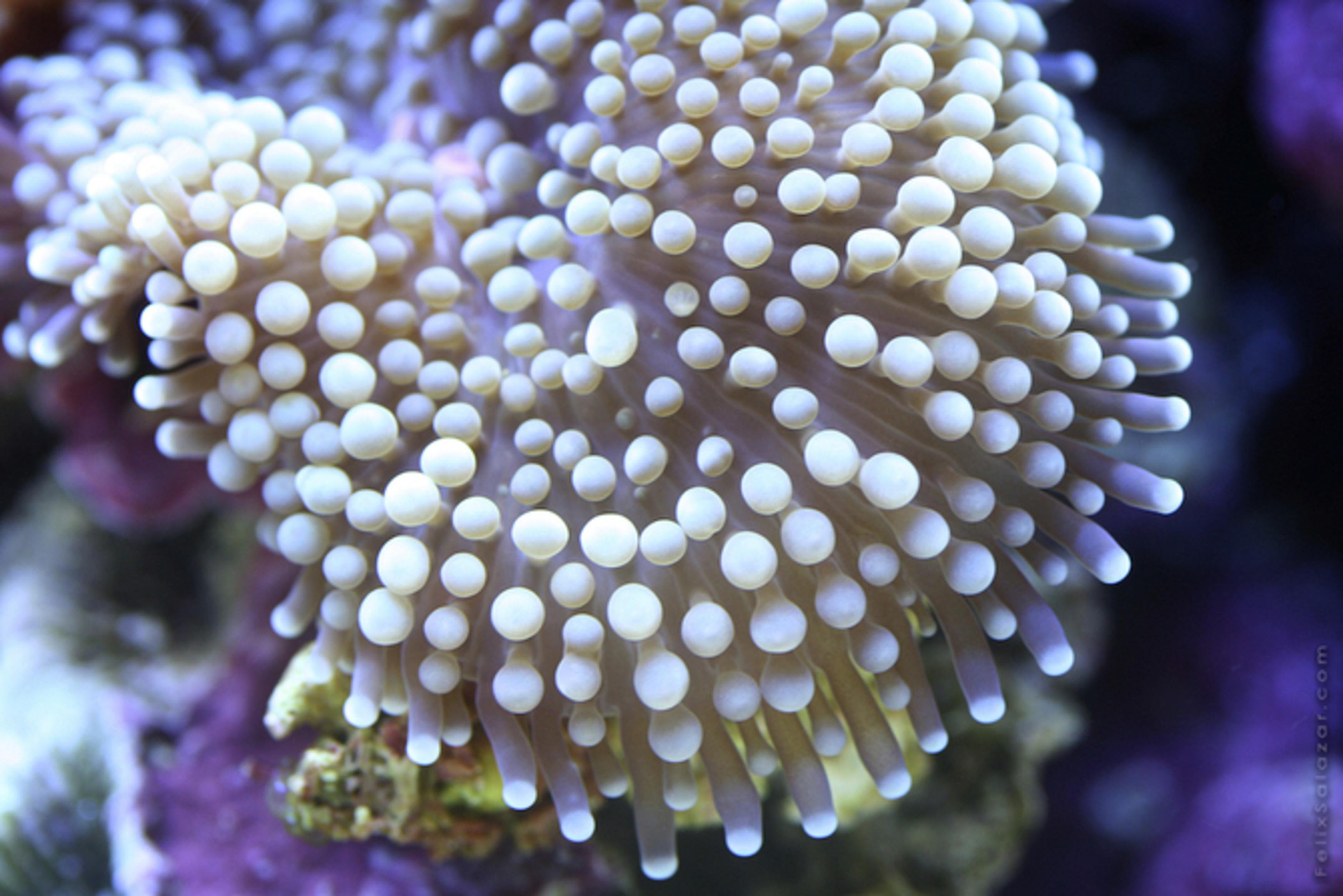El coral. Кораллы полипы. Коралловые полипы кораллы. Коралловые полипы рифы. Шестилучевые коралловые полипы.