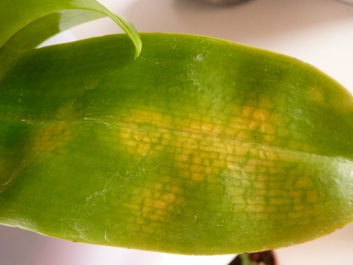 орхидея фаленопсис болезни листьев фото