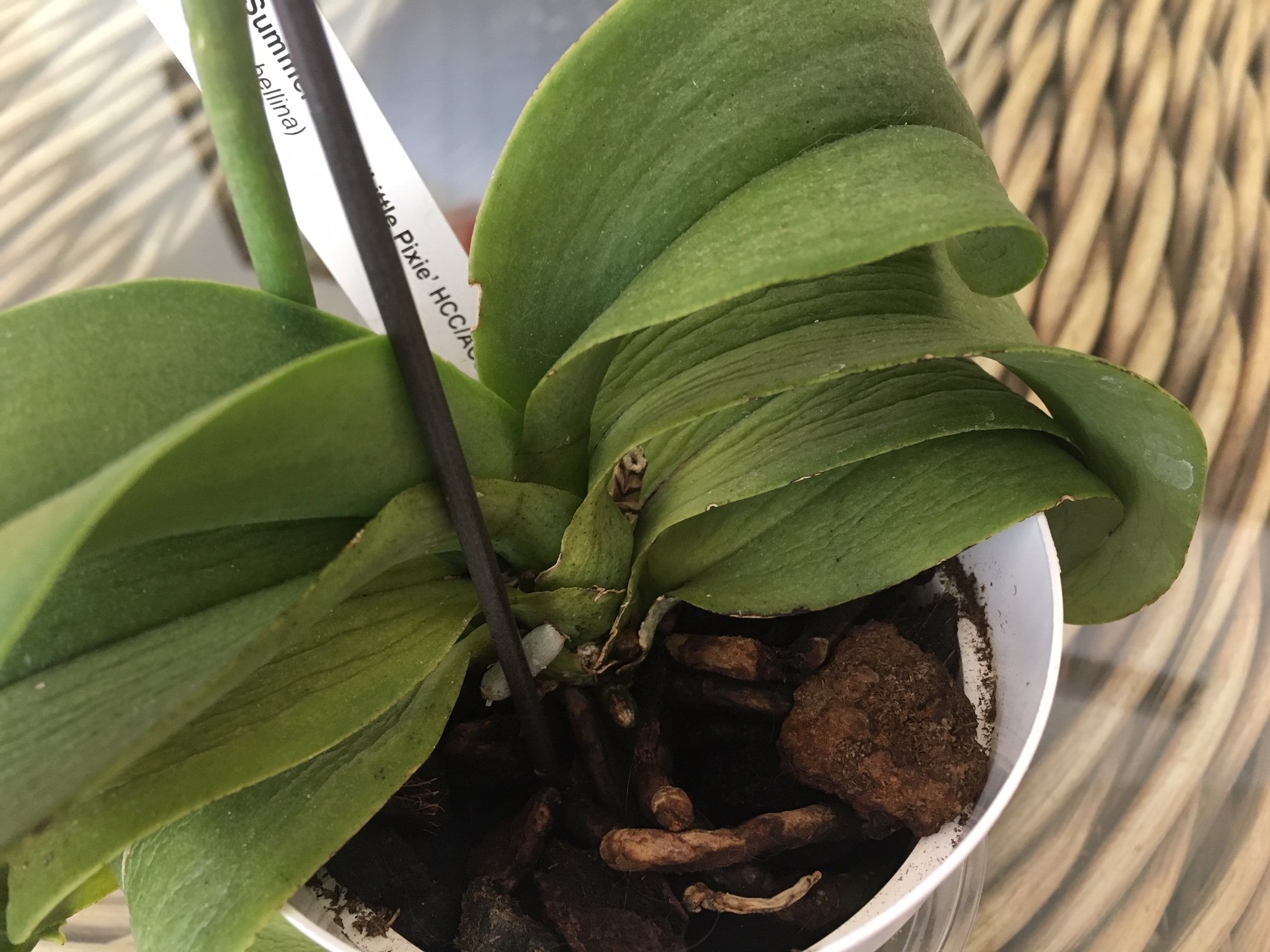 Почему у орхидеи трескаются листья