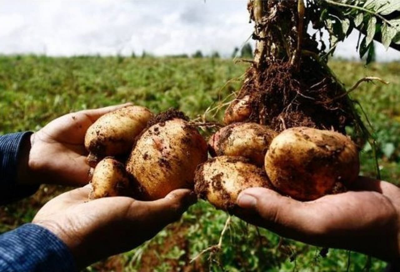 Сколько растет картофель. Сорокодневка сорт картофеля. Большой урожай картошки. Клубень картошки. Картофель куст.