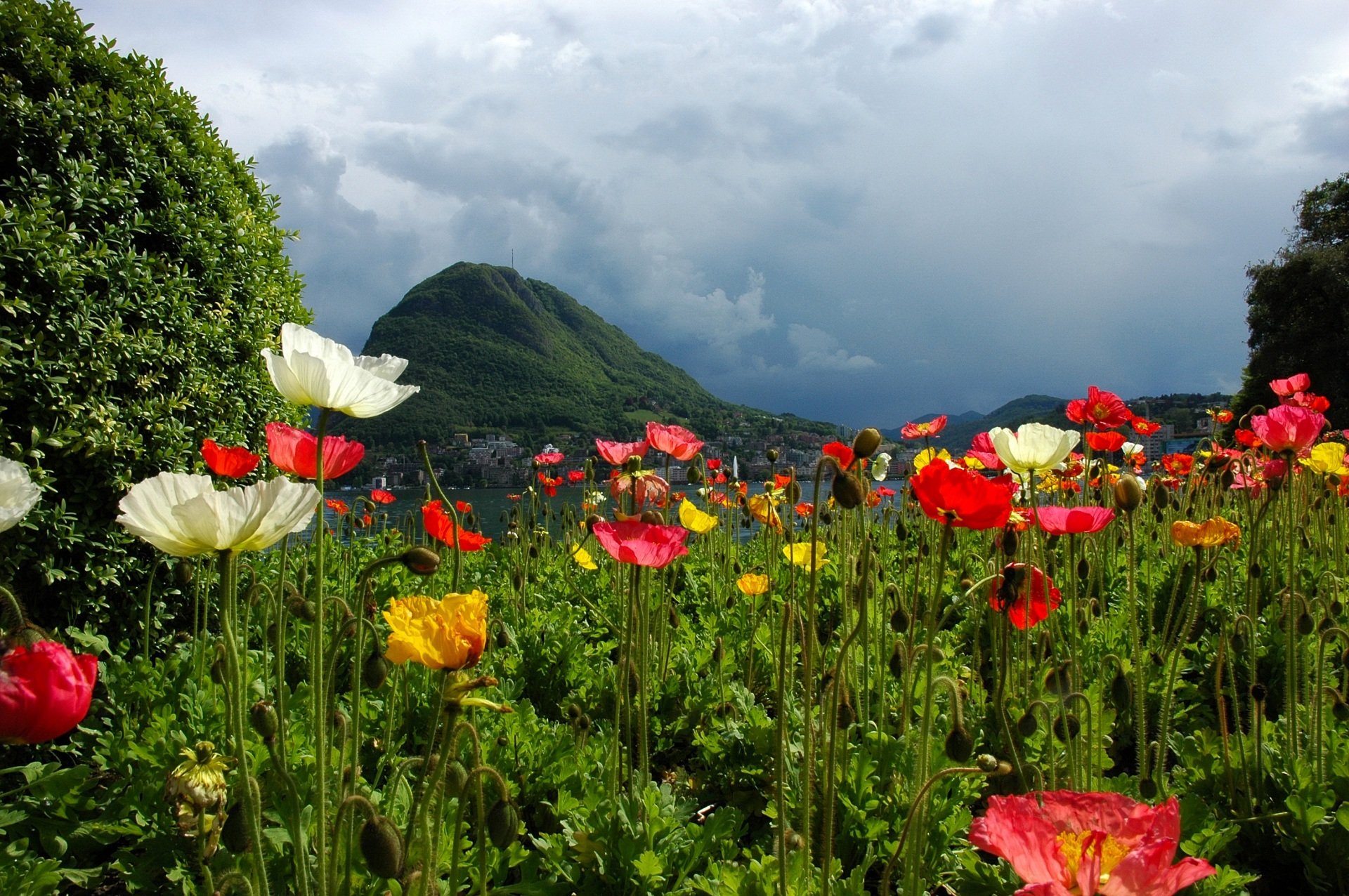 Много цветов в природе. Маковые поля Иссык Куль. Чуйская Долина маки. Нагорный Карабах природа маки. Маки ала-ТОО.