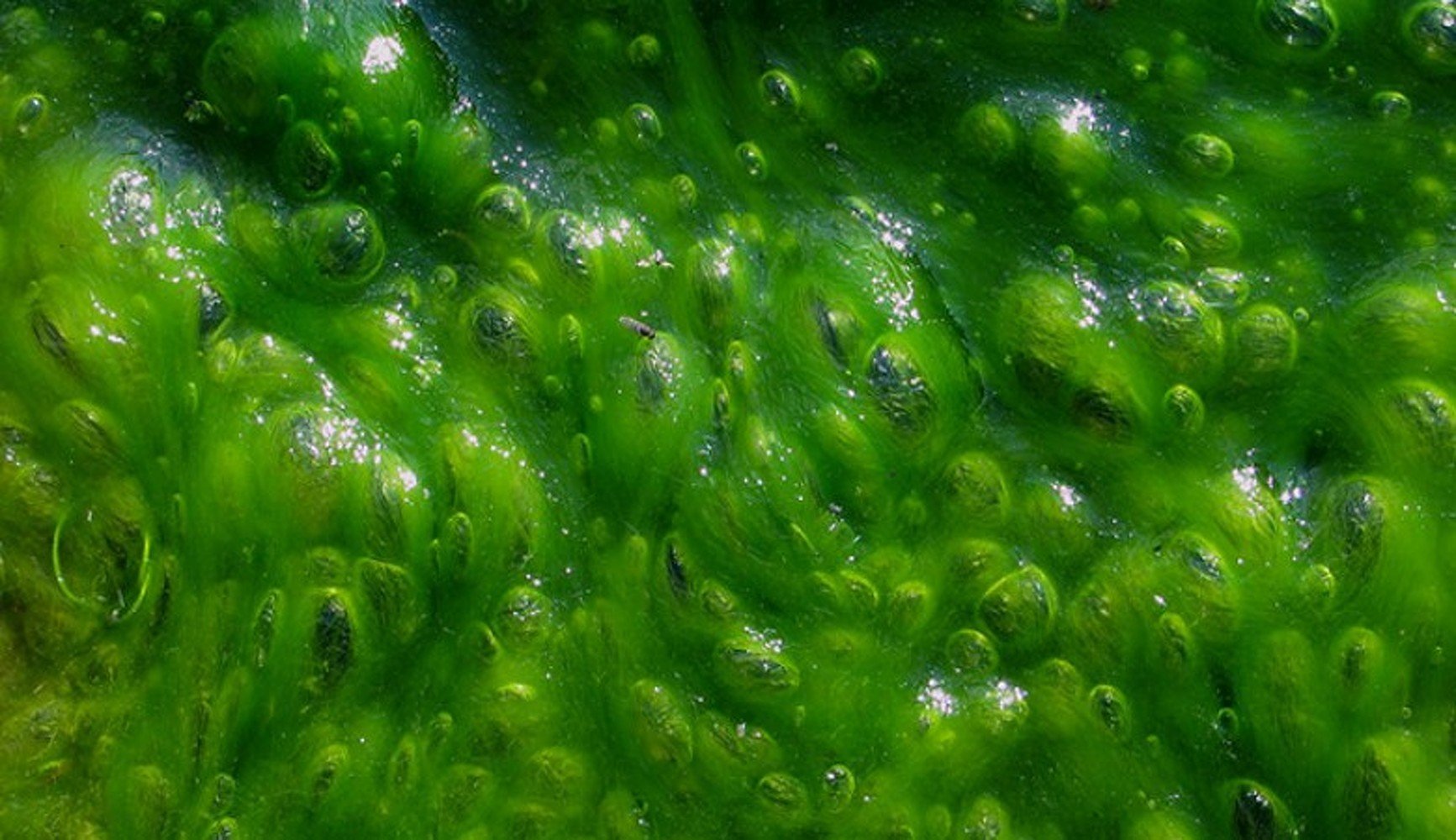 Морская вода бактерии. Синезелёные водоросли цианобактерии. Цианобактерии сине-зеленые водоросли. Хлорелла цианобактерии. Синехоцистис водоросль.