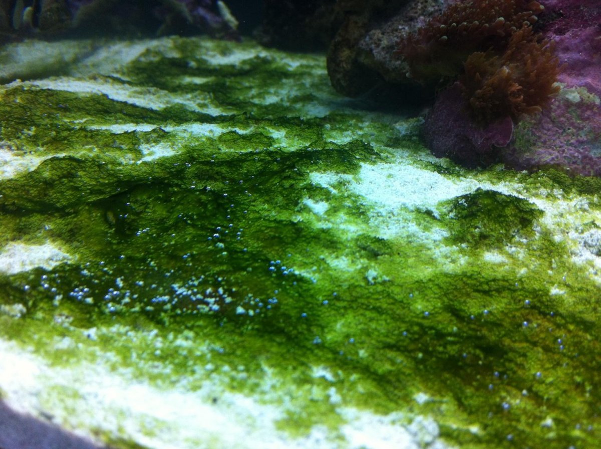 Воздух в водорослях. Синезелёные водоросли цианобактерии. Термофильные синезеленые водоросли. Цианобактерии налет. Древние сине-зеленые водоросли цианобактерии.