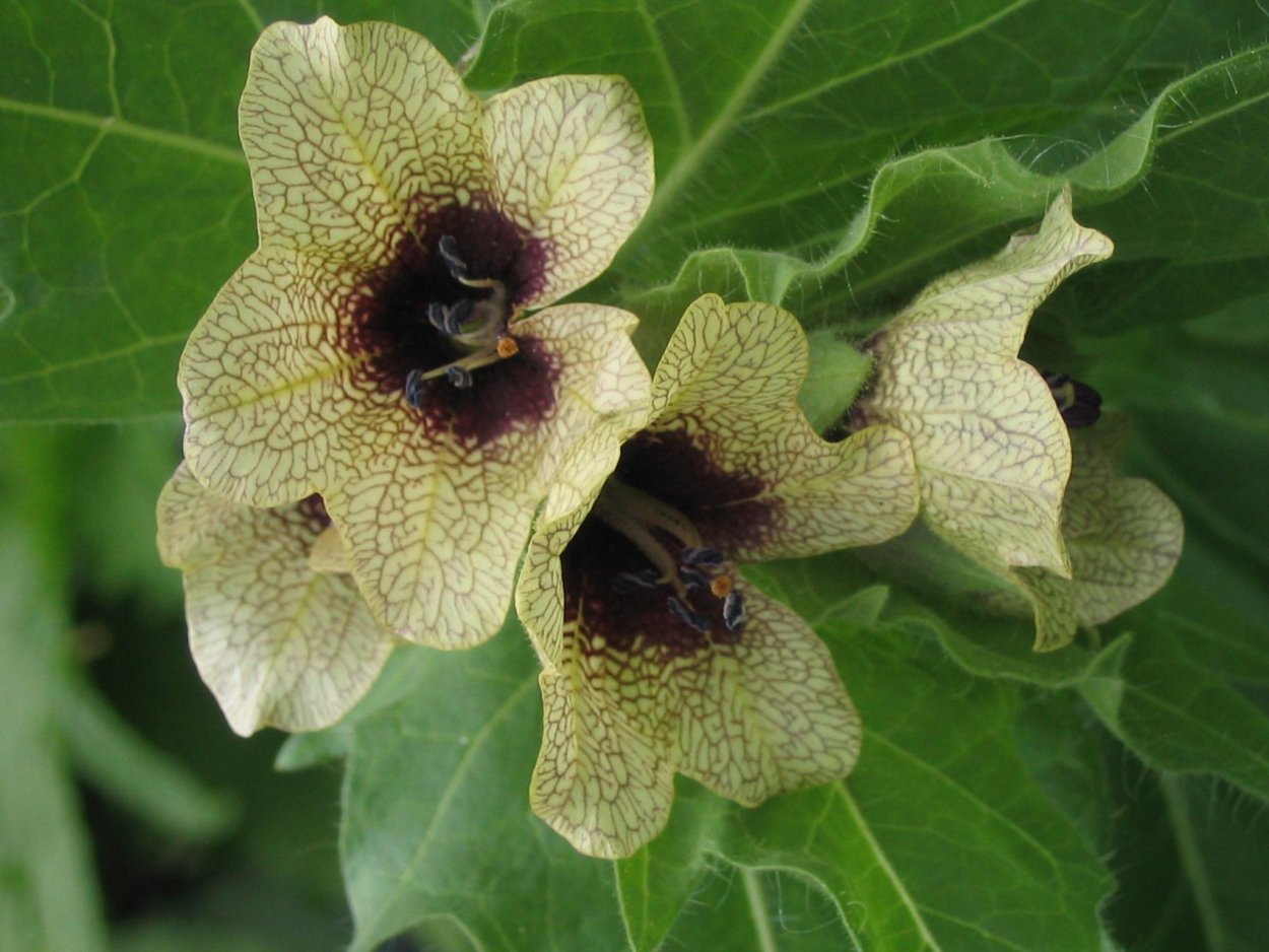 Красавка белладонна