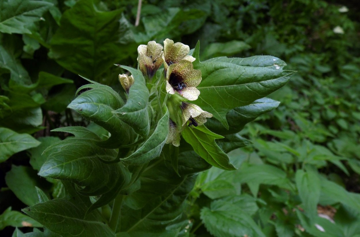Красавка белладонна Atropa Belladonna