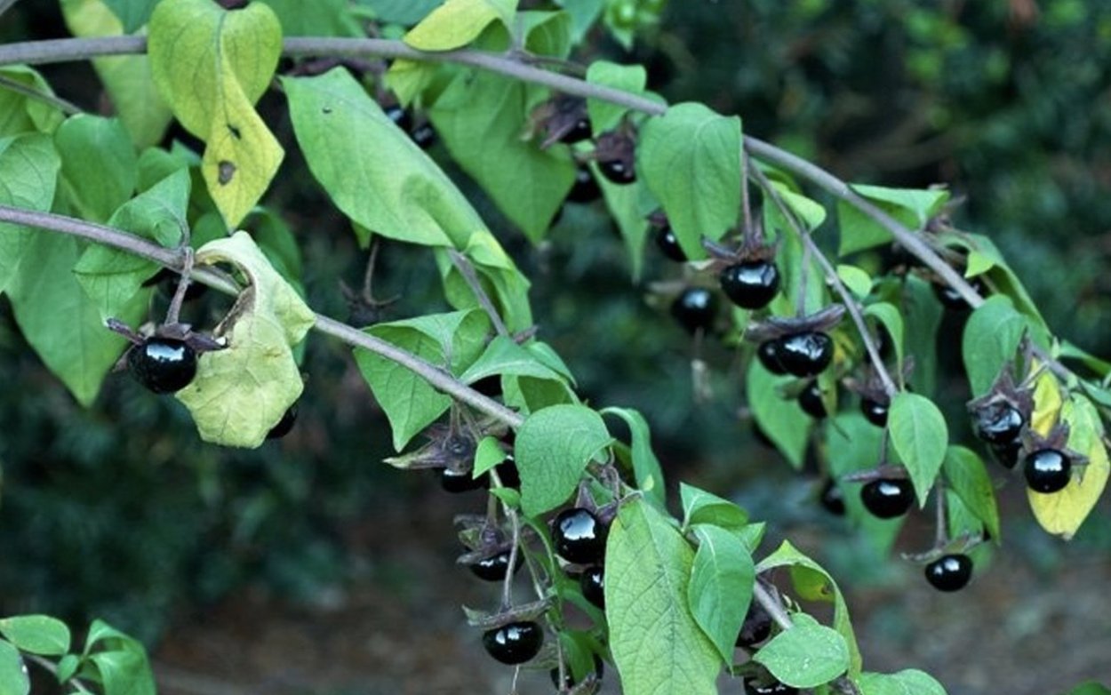 Белладонна растение фото