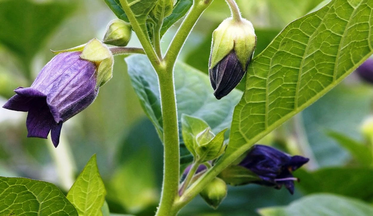 Белладонна ядовитое растение