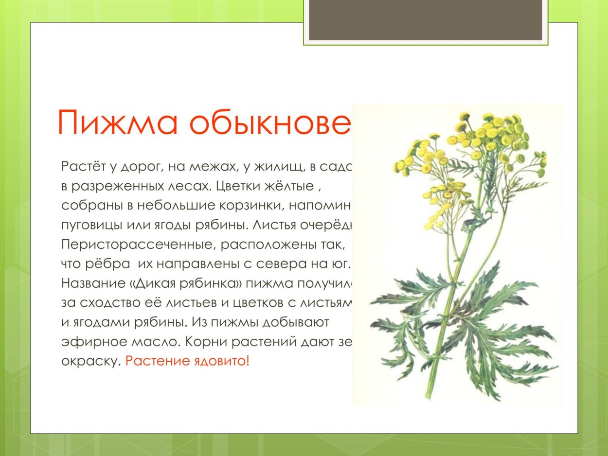 Белена ядовитая