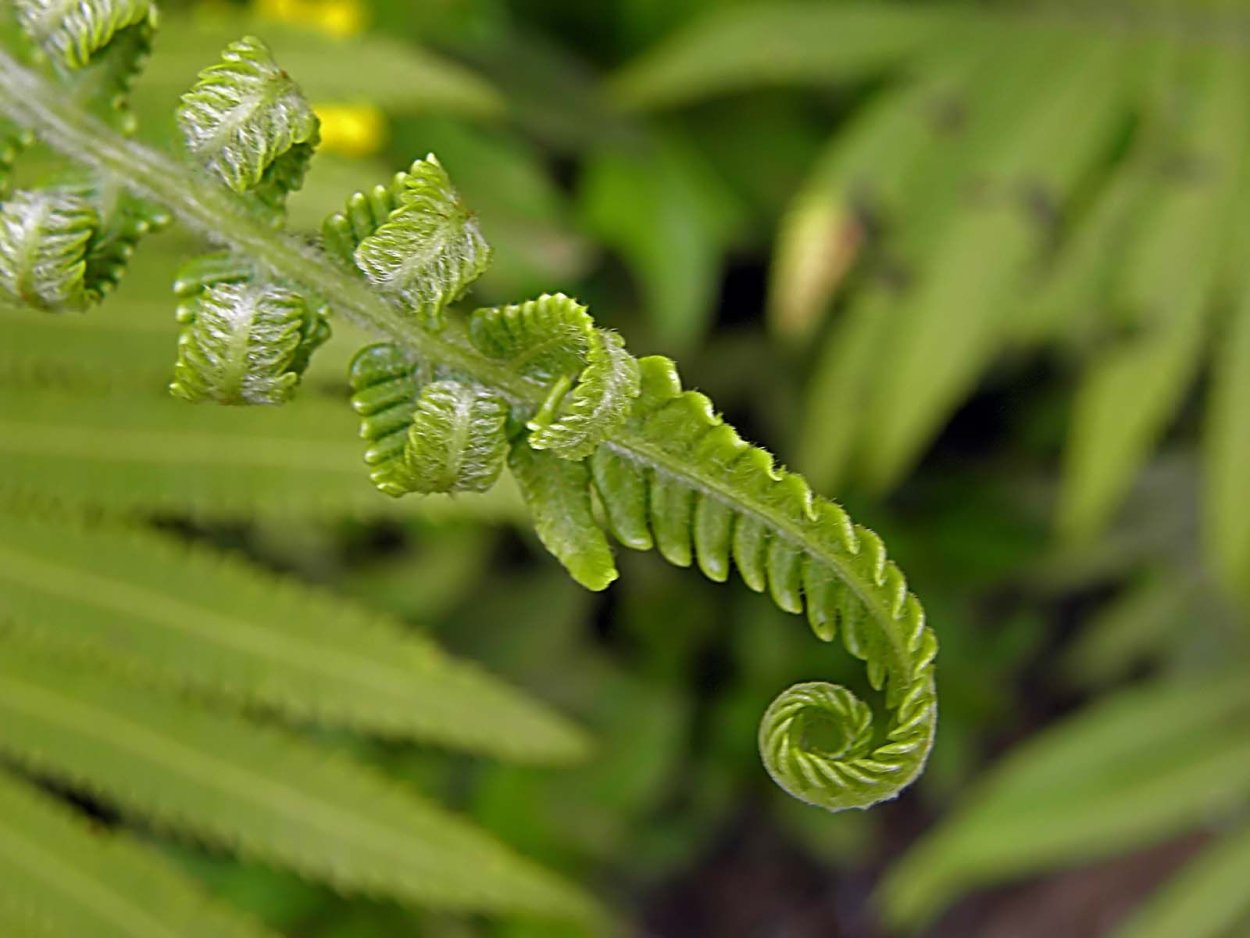 Фрактал папоротник