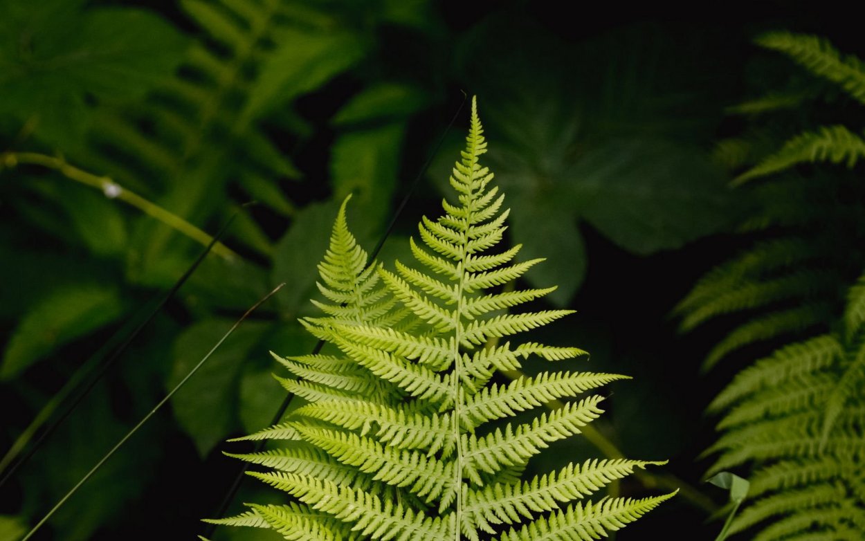 Папоротник Грин Экзотик
