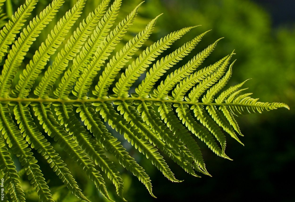 Папоротник Джори