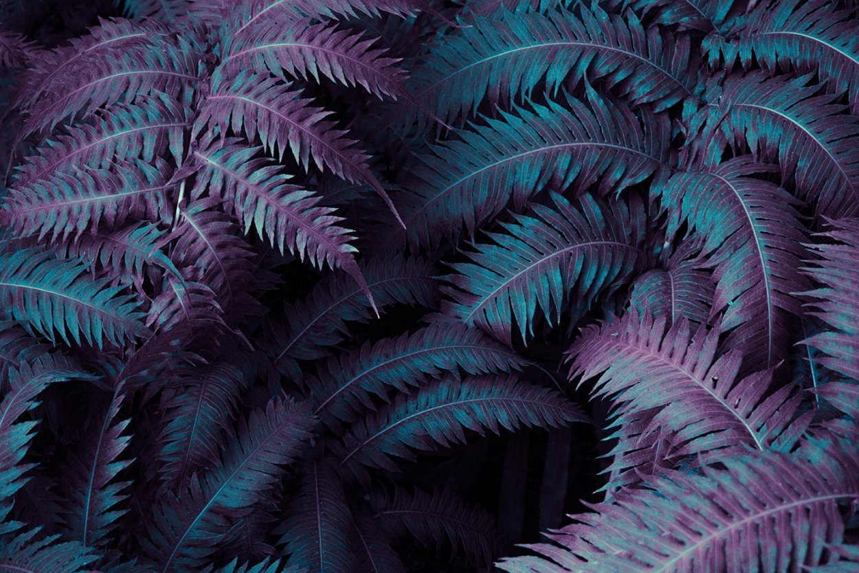 Многоножка обыкновенная Polypodium vulgare