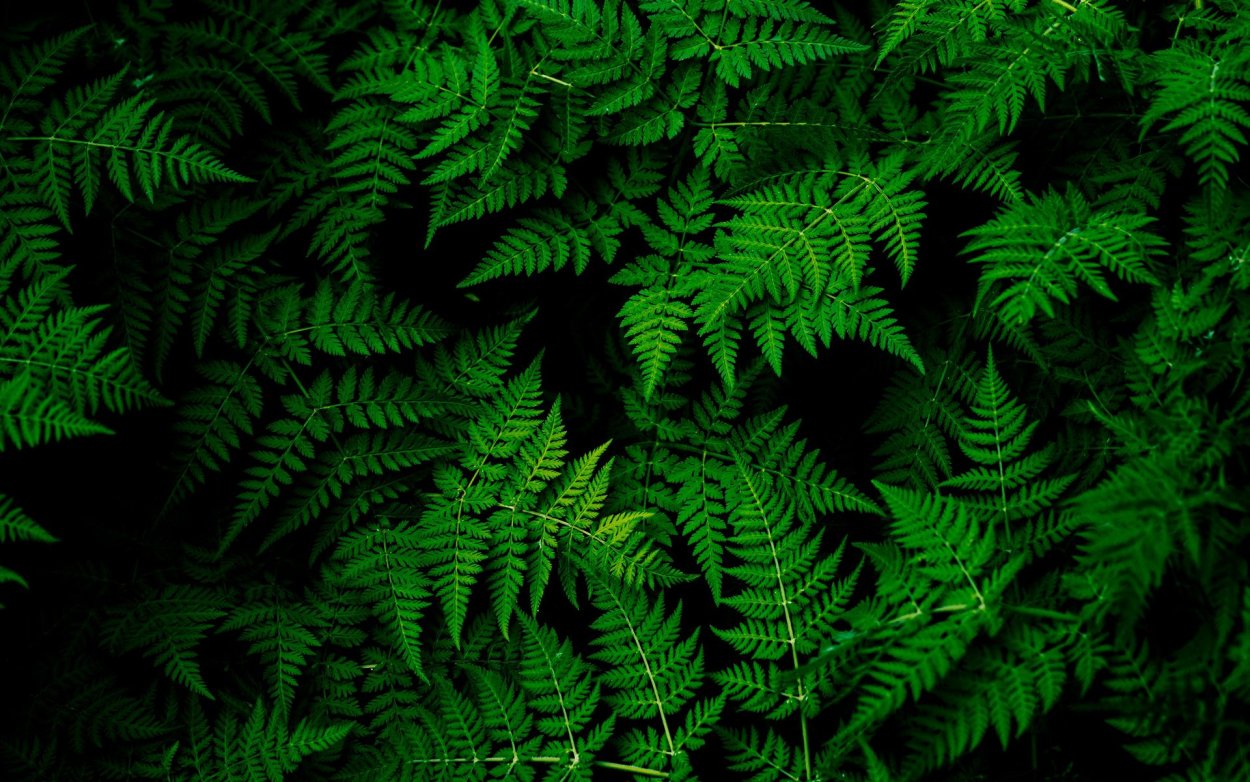 Папоротник павлиний хвост