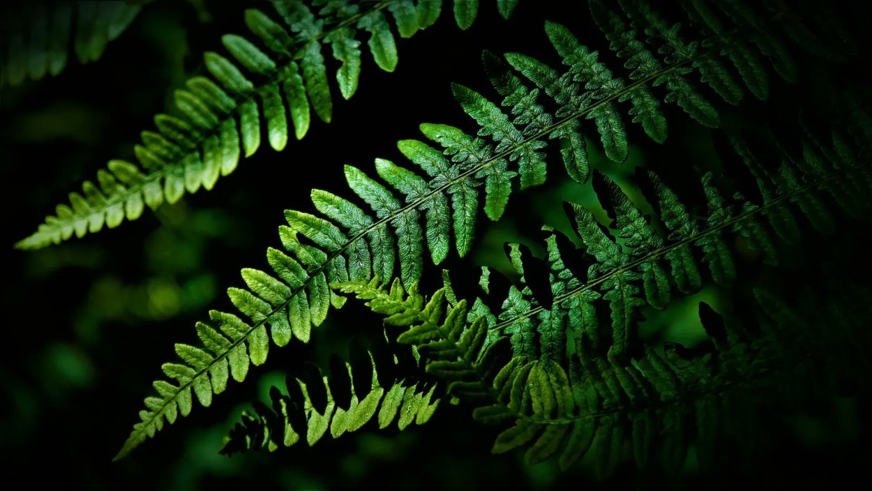 Улитка папоротника