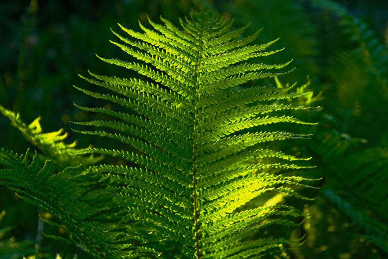 Фрактал папоротник