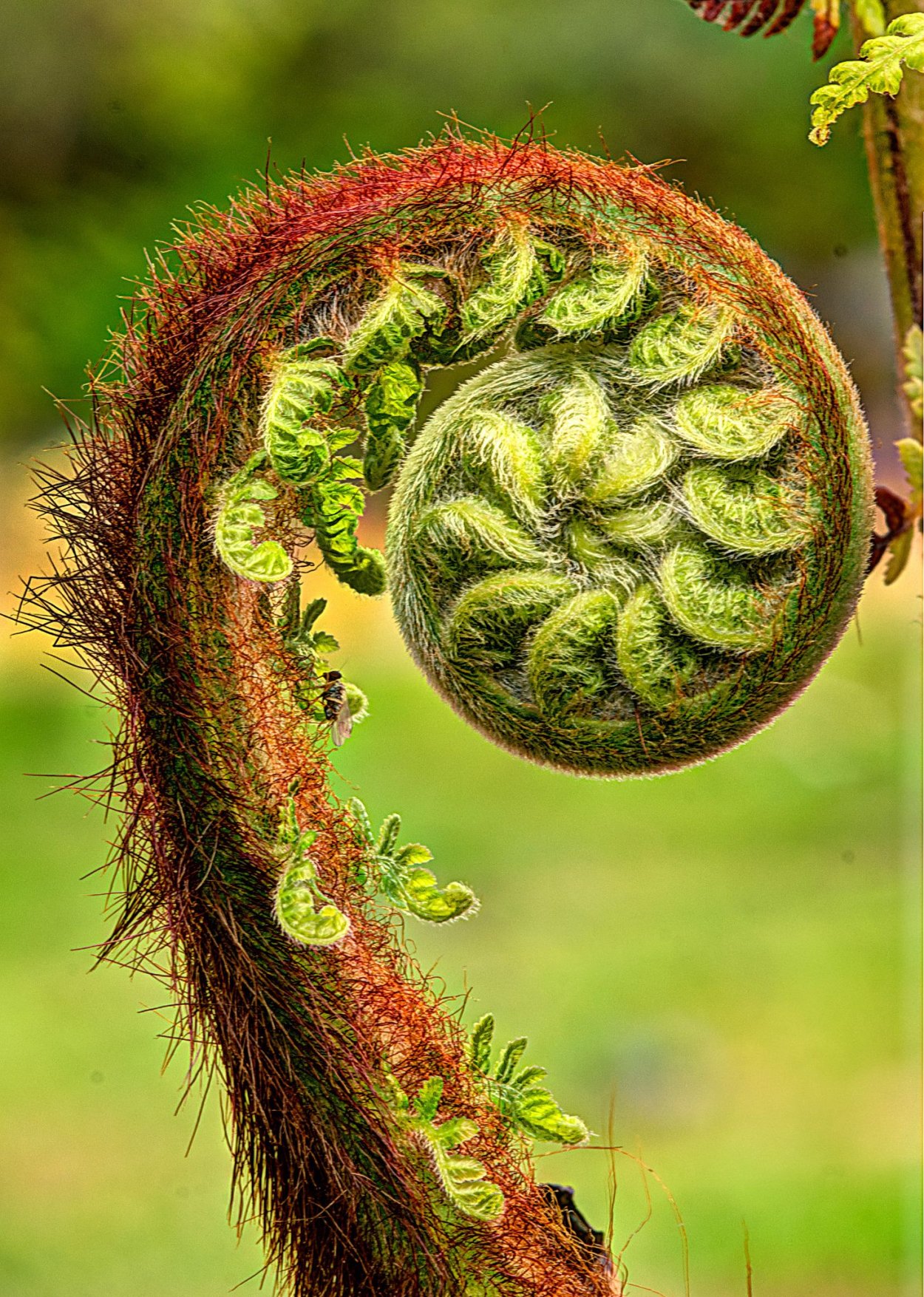 Фракталы от Keith Mackey