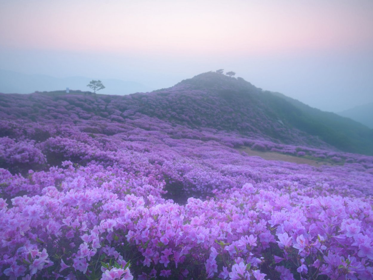 Поле цветов Эстетика