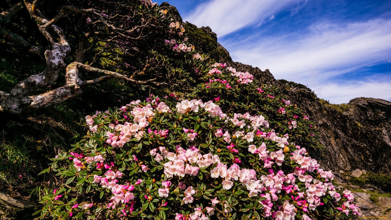 Рододендрон красная Поляна