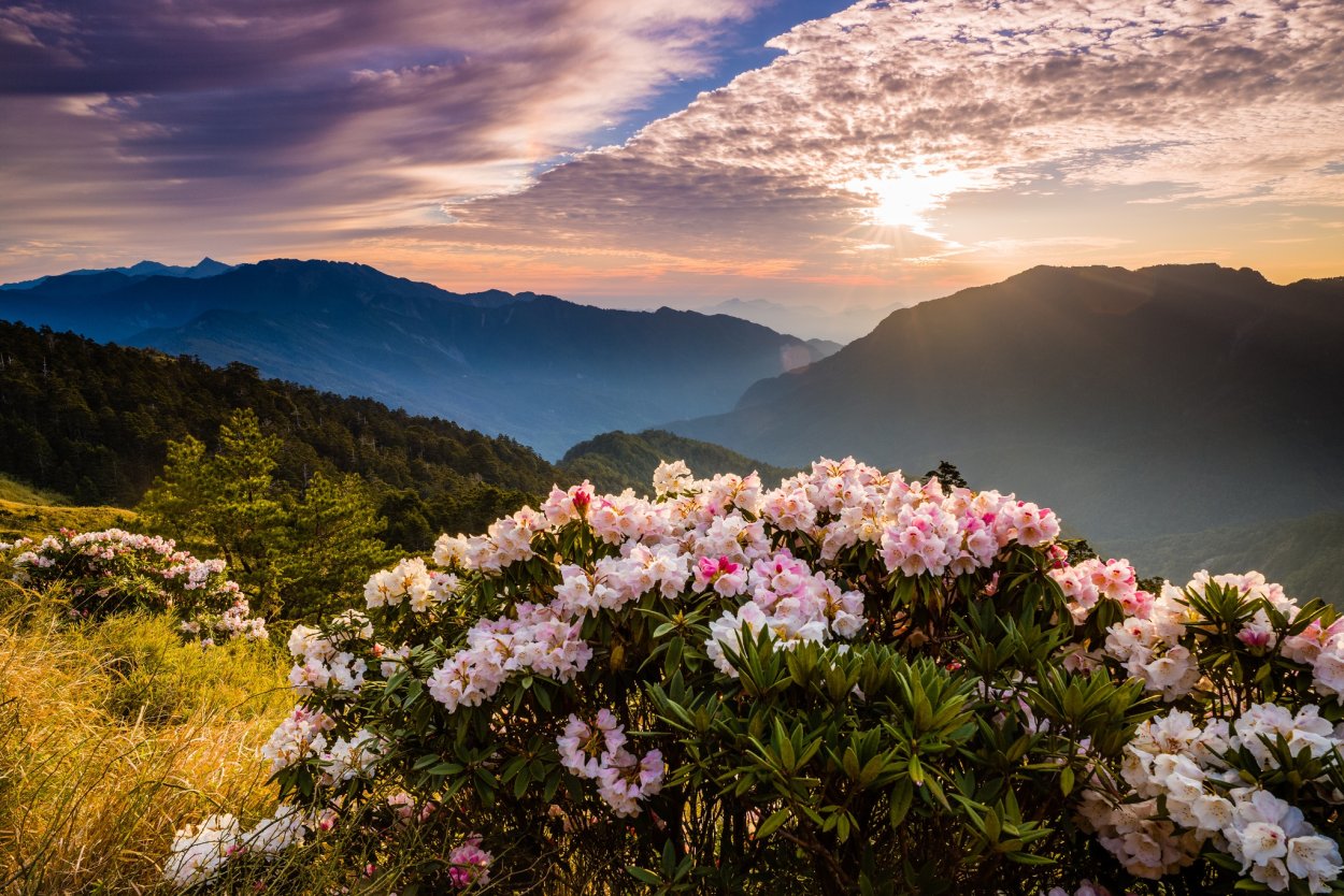 Море горы цветы