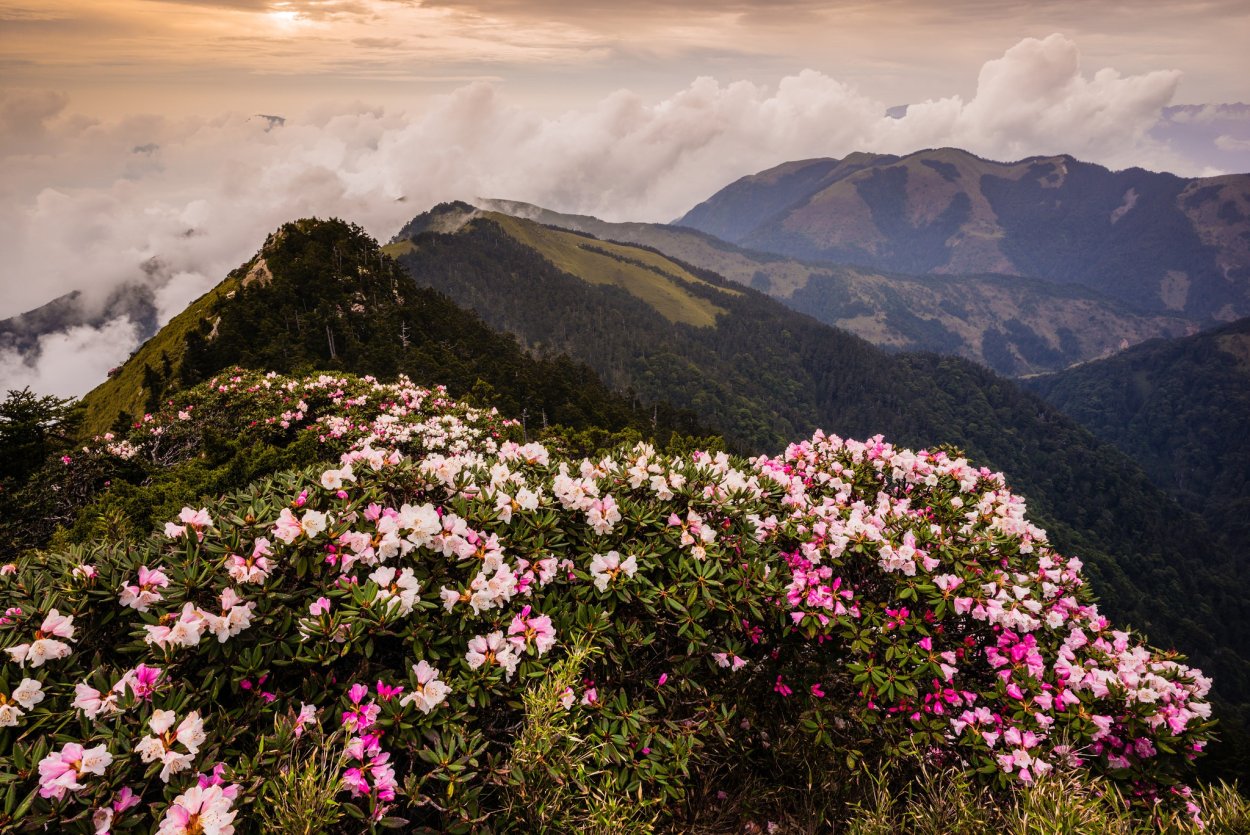 Рододендрон красная Поляна цветение
