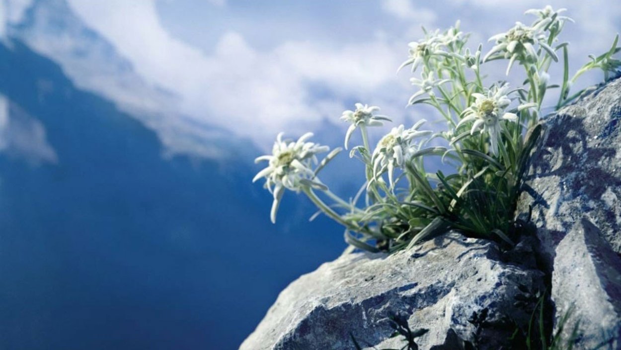 Высокогорный цветок Эдельвейс